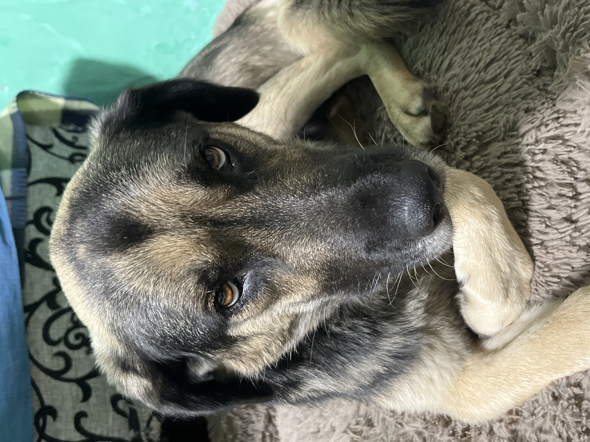 A close-up, high-angle photograph depicts a dog lying on a brown, textured blanket. The dog has a mix of tan, black, and gray fur. Its face is close to the camera, with visible eyes that are brown. Its paws rest near its face. In the background, a small portion of a green wall and a patterned pillow are visible. No location information is discernable from the image.
