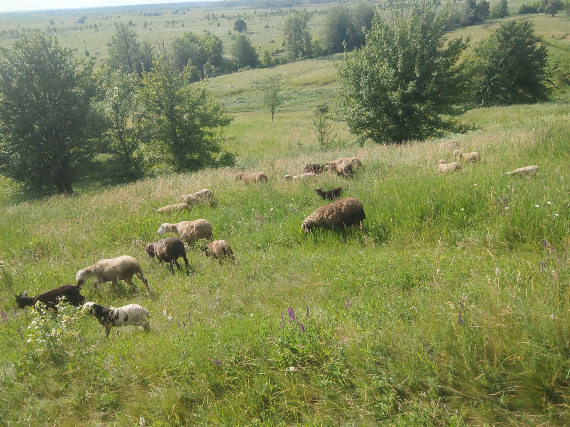 A flock of sheep grazes on a lush green hillside under a bright, hazy sky. The sheep, varying in color from white to black and brown, are scattered across the slope, some feeding on the grass, others standing or walking. In the background, a dense forest lines the top of the hill, with trees dotting the landscape. The overall scene depicts a pastoral setting in a rural environment.