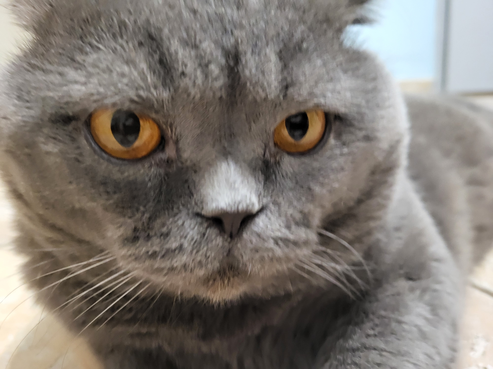 A close-up, eye-level, full-frame shot captures the face of a gray British Shorthair cat. The cat's fur is a soft gray with subtle darker markings around the eyes and nose. The cat's eyes are a striking amber color, with black, vertical pupils that are narrowed. The nose is a dark, damp pink, with visible whiskers fanning out from the snout. The background is blurred and out of focus, with hints of light colors, possibly an indoor setting. The cat appears to be lying down or resting, with its head and upper body filling the frame. The lighting is soft, illuminating the cat's features. The image is sharp and detailed, highlighting the texture of the cat's fur and the clarity of its eyes. The focus is squarely on the cat's face, with no other discernible objects or elements present.