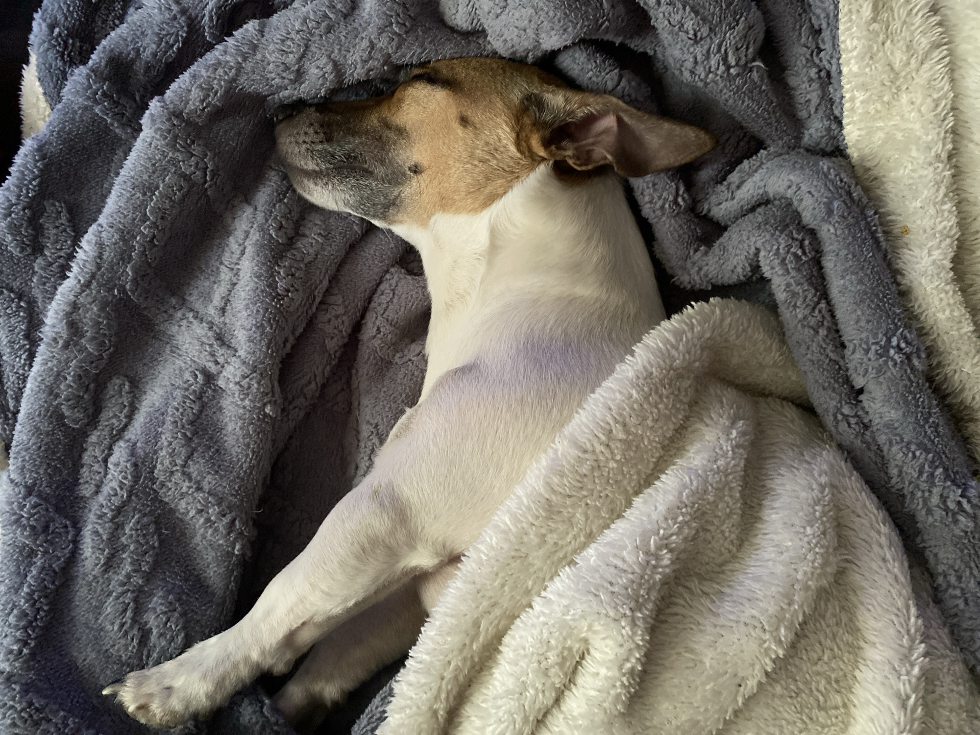 A dog is asleep and nestled within a gray and white blanket. The dog has a white body and tan and brown head. The background contains a wrinkled blue-gray blanket. The location is not identifiable as being in Noviy, Russia.