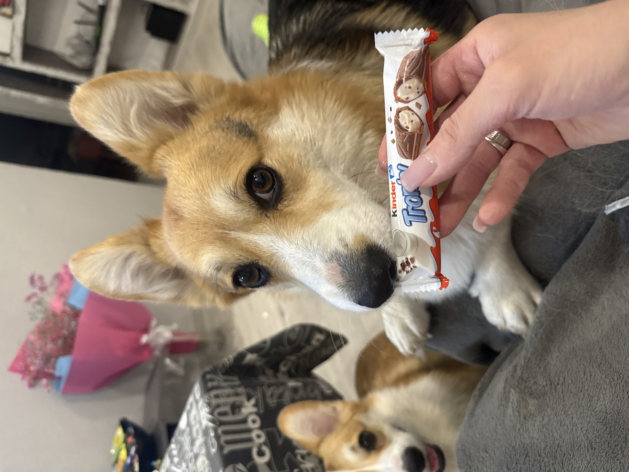 The image displays an indoor scene featuring two Welsh Corgi dogs and a human hand holding a chocolate bar. The location cannot be definitively identified as Donetsk, Ukraine, based solely on the visual information provided.
In the foreground, a human hand, exhibiting light pink polished fingernails and a silver-colored ring on the fourth finger of the left hand, holds a white-wrapped Kinder Tronky chocolate bar. The chocolate bar packaging features the brand name in blue text and an illustration of two cross-sectioned chocolate bars with white filling.
A tricolor Welsh Corgi, primarily brown and white with some dark markings, occupies the central portion of the frame, positioned close to the human hand. This Corgi has its eyes fixed intently on the chocolate bar and its front right paw is raised, resting on a gray upholstered surface (likely the human's leg or a cushion). Its muzzle is in very close proximity to the chocolate bar.
In the blurred background on the left, a second, lighter-colored Welsh Corgi is partially visible, appearing to observe the scene with its mouth slightly open. Behind this second dog, a table covered with a black and white patterned tablecloth, displaying words such as "menu" and "Cook," is present. Further in the background, a bouquet of flowers wrapped in pink and light blue paper is visible against a light-colored wall. On the far right, shelving units with various objects are partially discernible. The overall environment suggests a domestic setting.