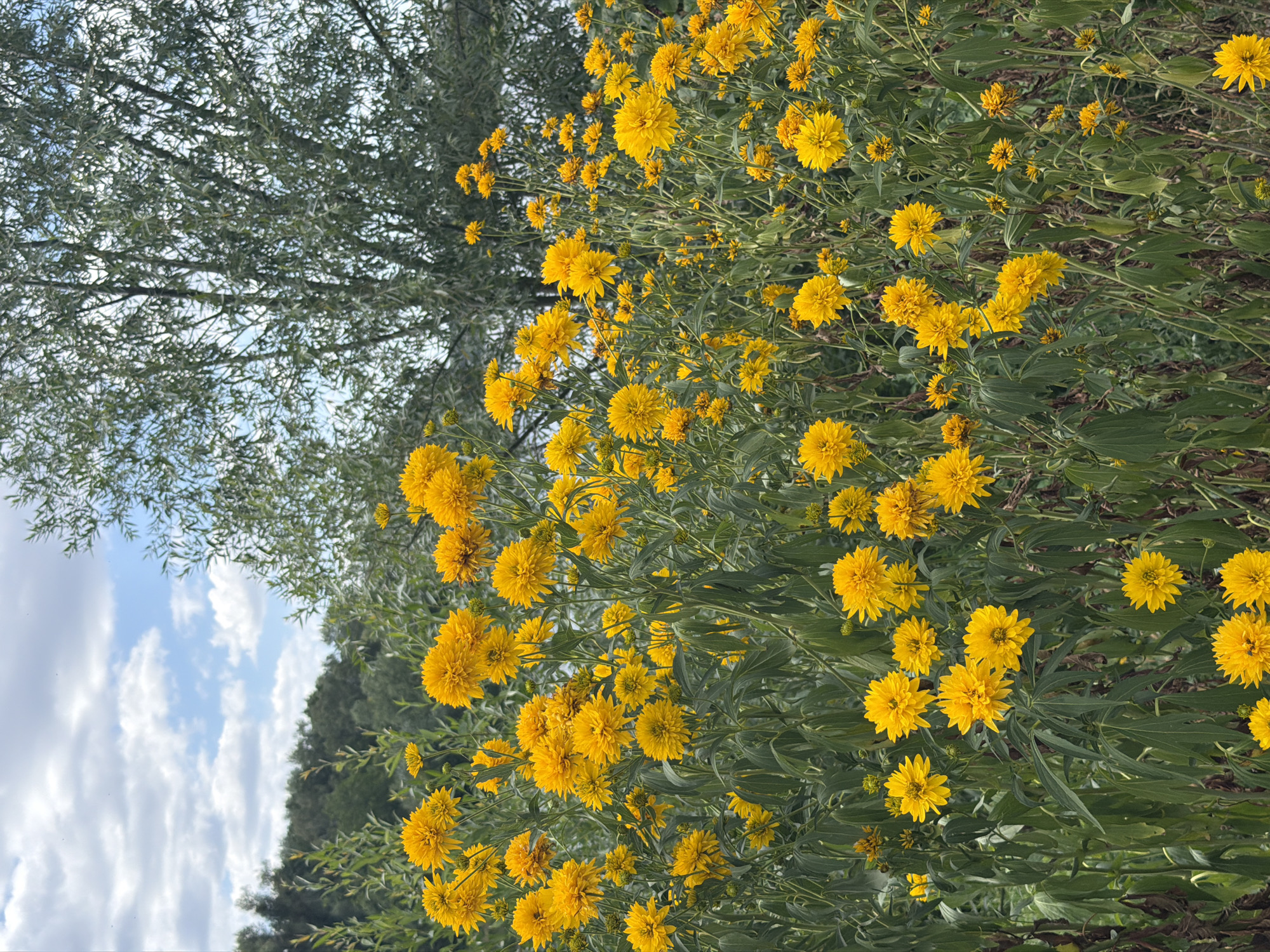 A field of yellow flowers with green stems and leaves is pictured under a cloudy sky. The flowers are clustered together, with some taller than others. In the background, a large tree with many branches and leaves stands on the right side of the image, and a line of trees can be seen on the left. The overall scene is natural and outdoors.