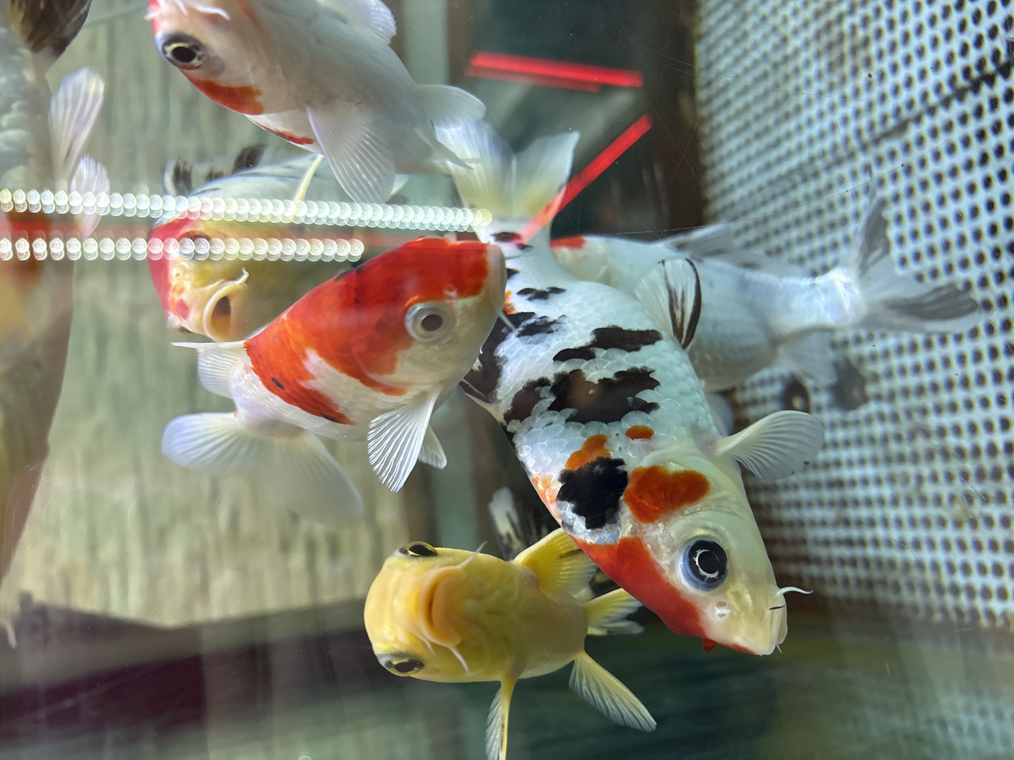 The image captures a vibrant close-up of several fish, predominantly goldfish-like and potentially koi, swimming within an aquarium. The primary subjects are three distinct fish in the foreground.
In the center, a striking white fish with prominent black and orange (or red) patches dominates the frame. This fish displays distinctive barbels (whisker-like appendages) around its mouth, suggesting it might be a type of koi or carp. Its large, dark eye looks towards the viewer. To its immediate left, another substantial fish is visible, primarily red and white. A smaller, bright yellow fish with a characteristic rounded head growth, reminiscent of a lionhead or ranchu goldfish, is positioned below the central fish, also facing forward.
In the background and upper left, several other lighter-colored fish, some with red markings, can be seen, partially obscured by the glass and other fish. The fish appear to be in motion, calmly navigating their aquatic environment.
Notable details include reflections and circular bokeh effects on the aquarium glass, likely from overhead lighting. Red bars are faintly visible in the background, possibly structural elements of the tank or internal lighting. Behind the fish, a distinct grid-like or honeycomb pattern is visible, which could be part of a filter, tank divider, or external wall. No human subjects or discernible text are present in the image. The setting is an indoor aquarium, presenting a serene aquatic scene.