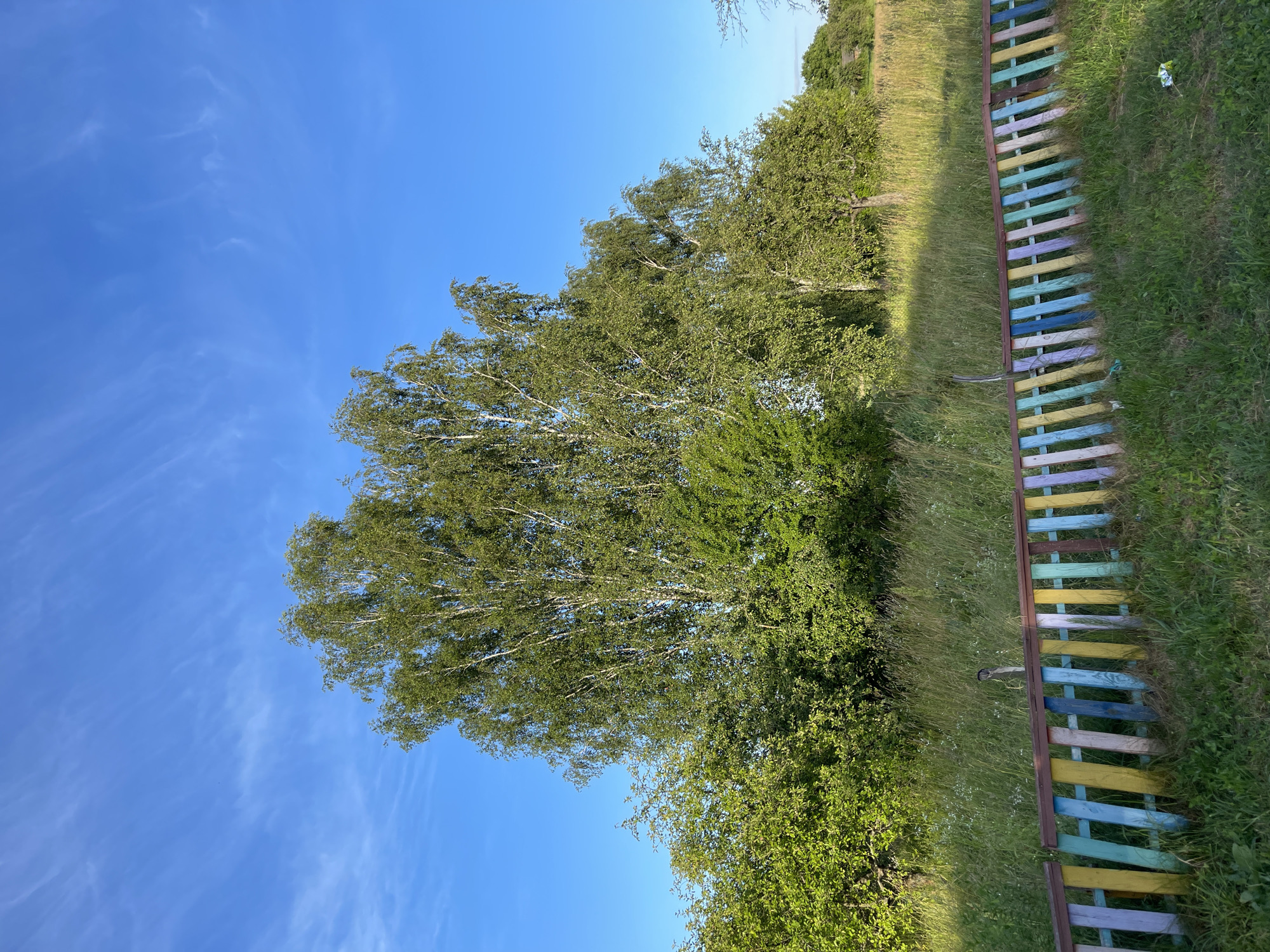The image depicts an outdoor scene with a clear blue sky overhead, sparsely populated with wispy white clouds. The main subjects are lush green trees, one of which is a tall birch tree with delicate leaves and thin white branches, dominating the left side of the frame. To the right, a vibrant, multi-colored wooden fence runs along the edge of a grassy field. The fence is composed of horizontal planks painted in various pastel shades of yellow, blue, purple, and green. The grass is tall and appears somewhat overgrown, with hints of wildflowers.
The lighting suggests it is daytime, likely late afternoon or early morning, given the soft illumination and long shadows cast by the grass. The overall atmosphere is peaceful and natural. There are no people or specific activities taking place in the image; it appears to be a still landscape shot. The setting could be a rural area, a park, or the outskirts of a town, given the presence of the fence alongside the natural foliage. No text is visible in the image. The perspective is slightly tilted, adding a dynamic element to the composition.