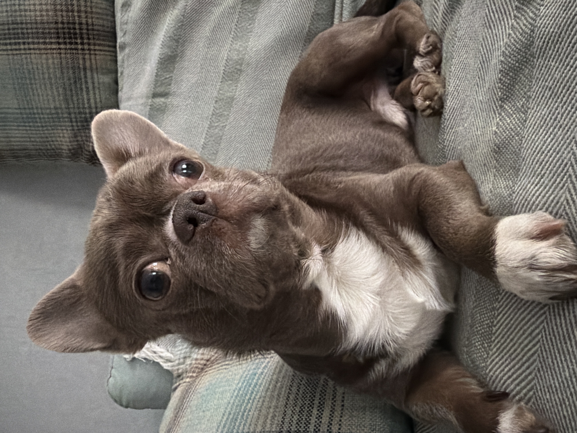 A brown and white chihuahua lies on a gray and blue striped couch. The dog is looking up at the camera. The dog has white fur on its chest and paws. The location is unknown and there is no evidence that the image was taken in Votkinsk, Russia.