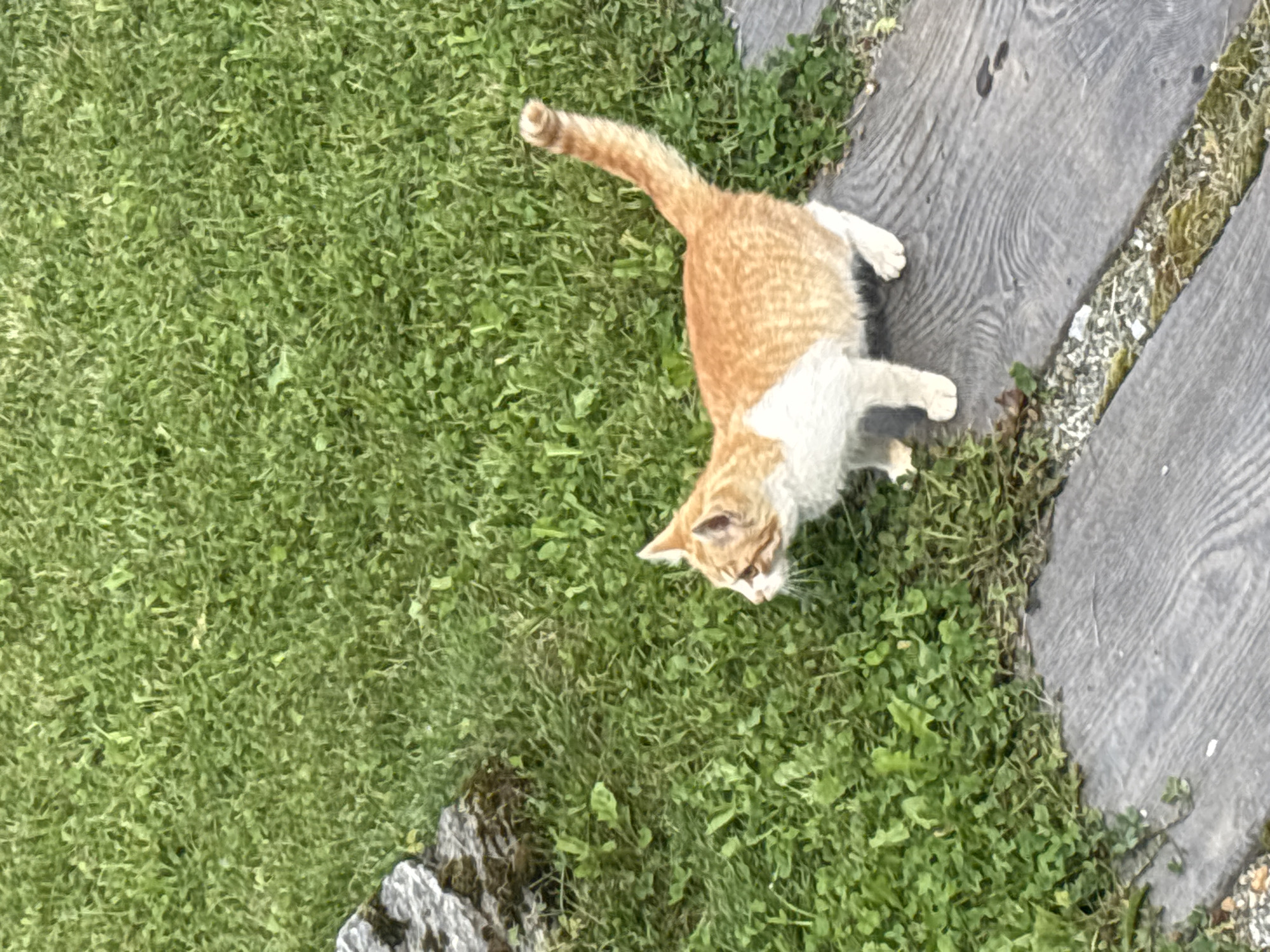 An orange and white kitten stands on a wooden pathway in a grassy area. The kitten is facing left with its head slightly tilted. The pathway is made of weathered wooden planks with visible grain patterns. Green grass with some clover and scattered small stones surrounds the pathway. To the left of the pathway, a large, textured grey rock is partially visible. The scene appears to be an outdoor setting in Zvenigorod, Russia.