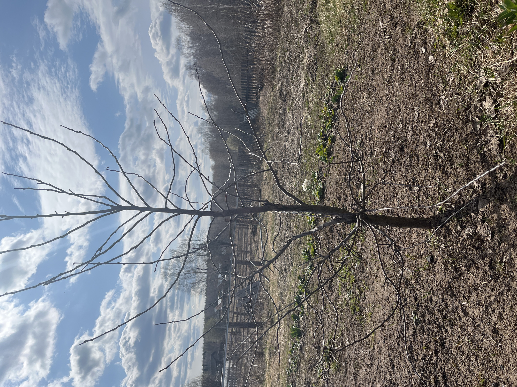 The image depicts a rural scene, possibly located in or near Буренка, Russia. A leafless tree dominates the foreground, its branches reaching toward a blue sky with scattered clouds. The ground is primarily brown dirt, interspersed with patches of green grass and small plants. In the background, there is a weathered wooden fence and a sparse line of trees. A building, possibly a barn or shed, can be partially seen behind the fence. There are no people visible in the image.