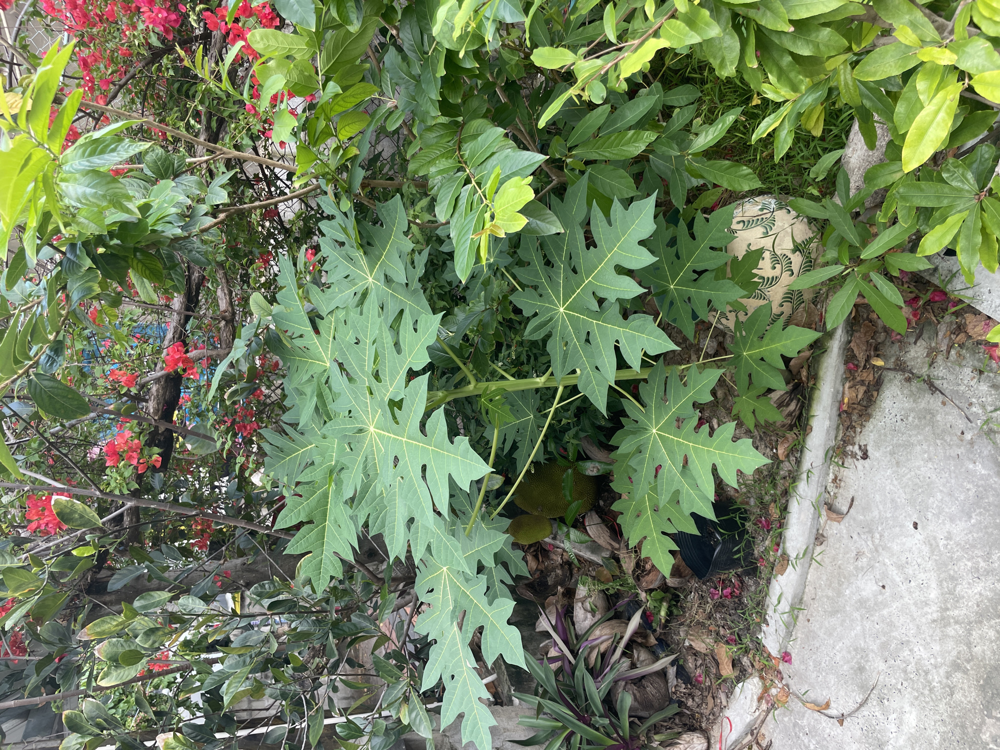 This image captures a lush, green garden scene in Mui Ne, Vietnam, with a prominent papaya plant in the foreground. The papaya's large, lobed leaves, with their distinct yellow venation, dominate the center of the frame. Behind it, a dense arrangement of other plants and trees creates a layered effect. Red flowers, likely bougainvillea, are scattered throughout the foliage, adding pops of color against the dominant green.
In the lower left of the image, a concrete sidewalk or path is visible, bordered by dry leaves and scattered debris. To the right of the sidewalk and nestled among the plants, a decorative ceramic sphere with an intricate green pattern rests on the ground, partially obscured by leaves. In the background, elements of a fence and a portion of a building are faintly discernible, suggesting an urban or semi-urban setting. The overall impression is one of a vibrant, natural space within a Vietnamese coastal town.