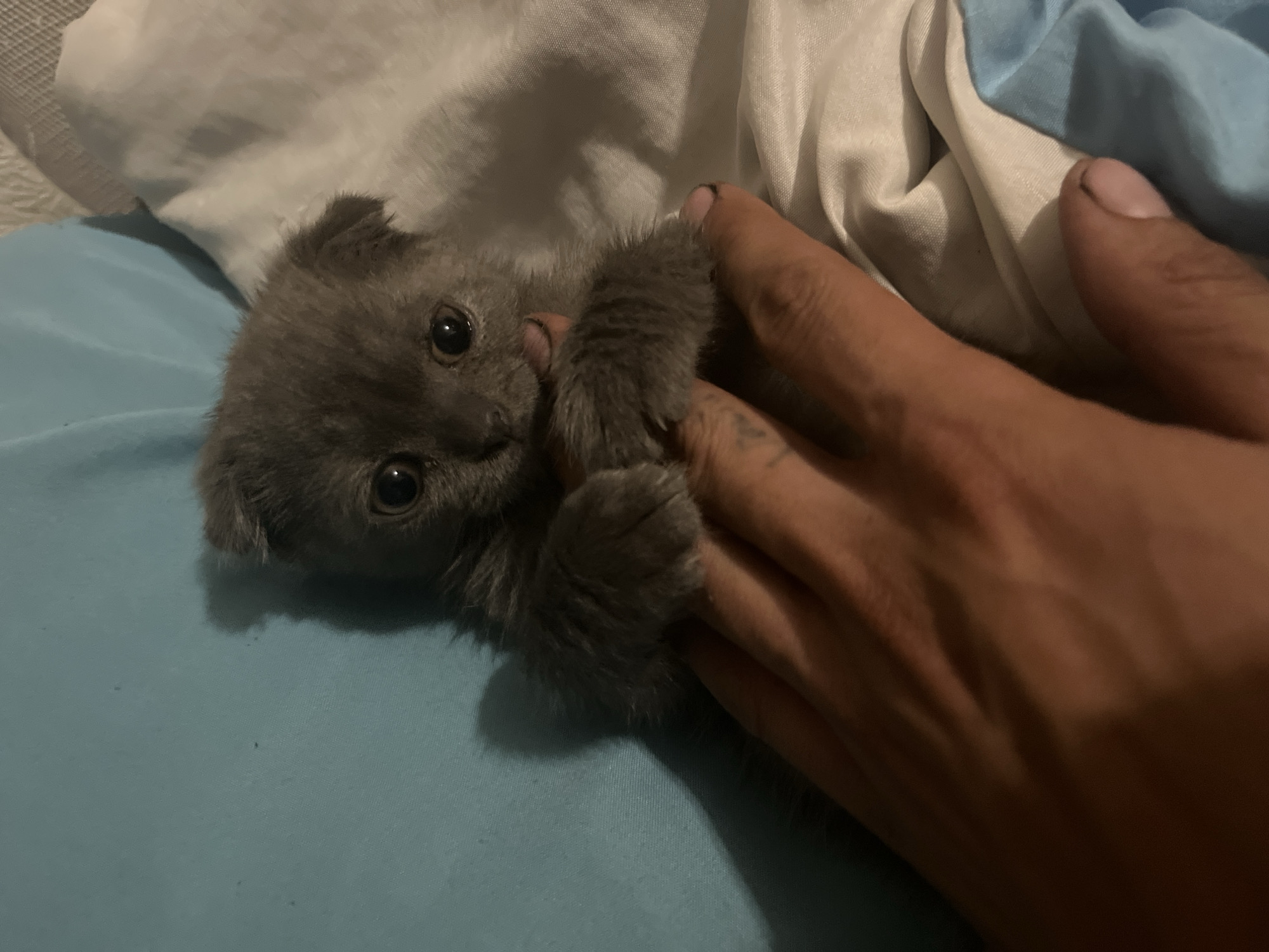 A grey, fluffy kitten with large dark eyes is held by a hand against a background of blue and white bedding. The kitten is positioned in the center of the frame, with its front paws resting on a finger. The hand is partially visible in the foreground, and appears to have tattoos. The kitten's fur is short and dense, and its ears are folded forward. The lighting suggests an indoor setting, possibly a bedroom. The image does not contain any information that would allow for determining its location in the city of Vitsebsk, Belarus.