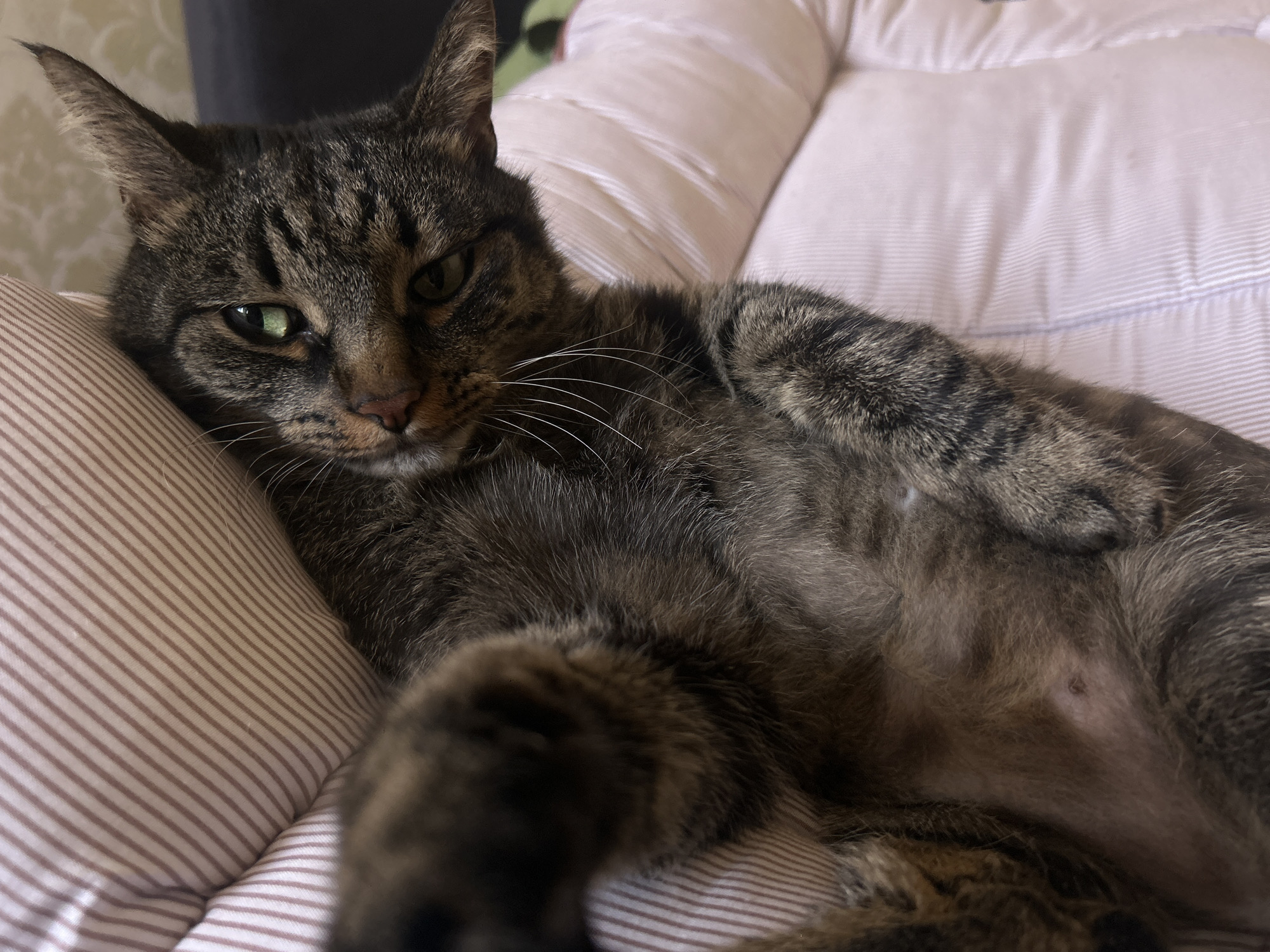 A close-up, eye-level shot captures a tabby cat reclining on a pink and white striped cushion, indoors. The cat is positioned on its back, with its front paws crossed over its chest, and its belly exposed. Its fur is a mix of dark brown and black stripes. The cat's head is turned towards the camera, and its green eyes are partially closed, giving it a relaxed or possibly drowsy appearance. The background is blurred, but suggests an indoor environment with patterned wallpaper visible. The lighting is soft and even. The image does not provide any information about its location in the city of Khyrdalan, Azerbaijan.