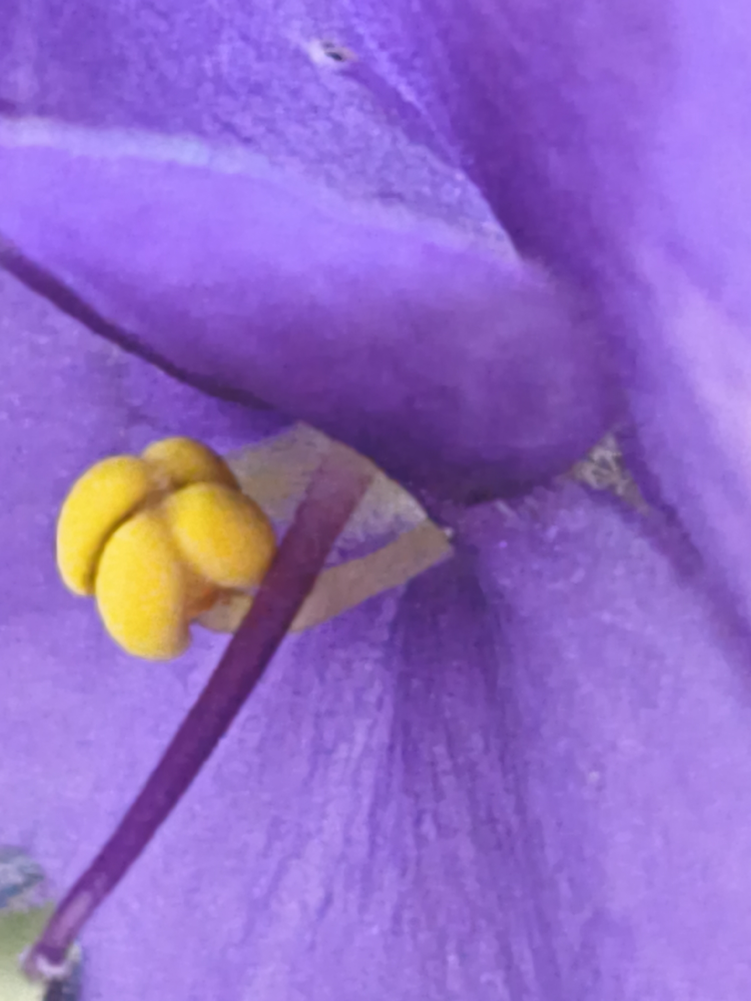 The image is a close-up, macro photograph of a vibrant purple flower's stamen and pistil. The stamen, with its bright yellow pollen sacs, is the central focus, appearing as a cluster of rounded shapes. A slender, purple pistil extends from the center, supporting the stamen. The flower's petals are a rich, velvety purple, with subtle textures and variations in light and shadow visible. The background is a soft blur of purple, emphasizing the intricate details of the flower's reproductive parts. The lighting suggests a natural, indoor environment, possibly a studio or a well-lit room, as there are no harsh shadows or strong directional light sources. The overall impression is one of delicate beauty and the intricate details of nature. There is no visible text, people, or any other objects or scene elements. The photograph focuses solely on the floral anatomy.