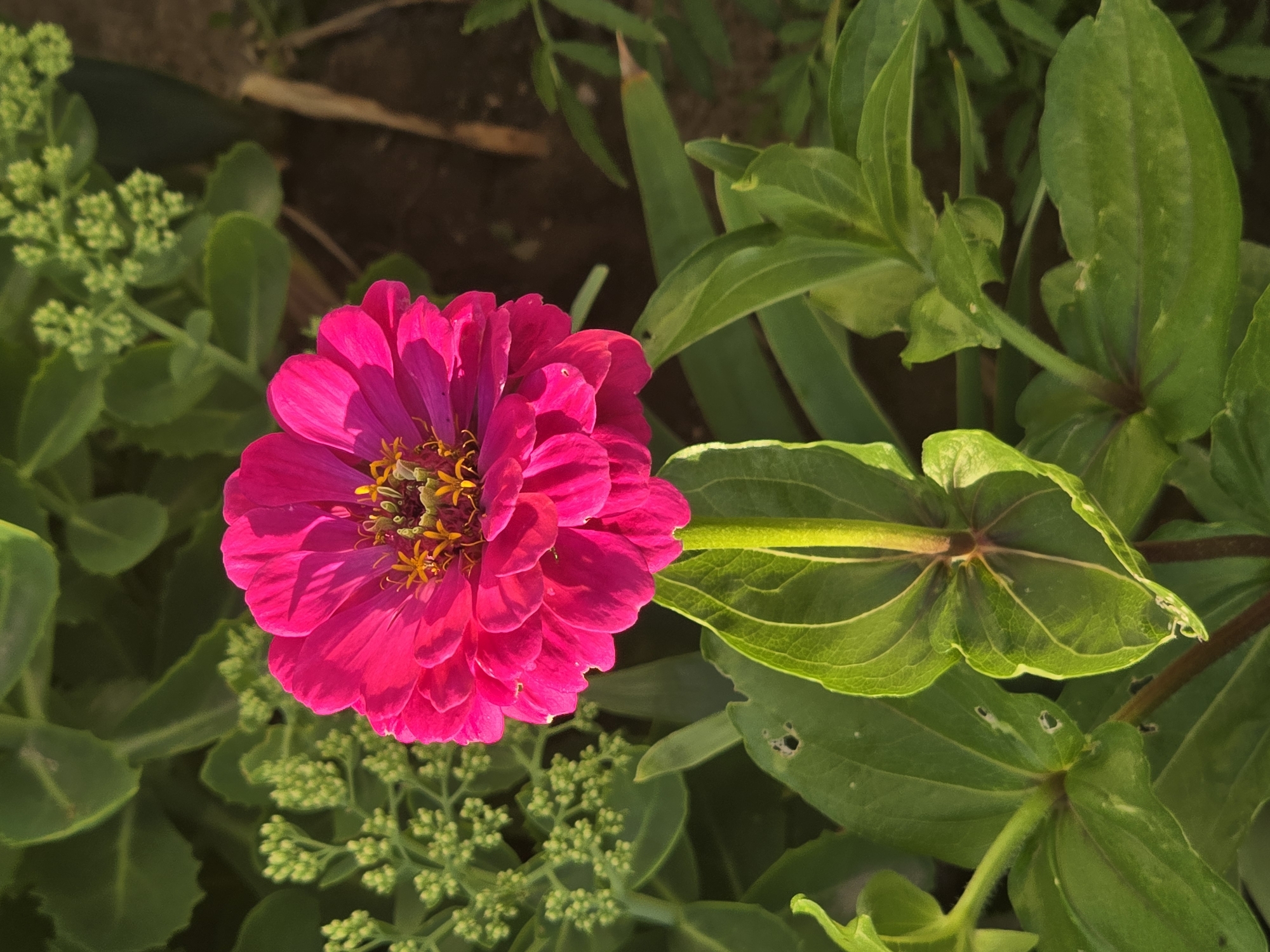 A bright pink zinnia flower is in full bloom, centered in the frame. The flower has multiple layers of delicate petals that transition from a vibrant fuchsia on the outer edges to a lighter pink towards the center. The center of the zinnia is adorned with a cluster of small, yellow-orange stamen. The flower is supported by a thick, green stem that extends downwards. Below the flower, two large, heart-shaped green leaves are visible, positioned opposite each other on the stem. These leaves have prominent veins and appear slightly cupped, with sunlight highlighting their texture. The background is filled with lush greenery, including clusters of small, unopened green buds and darker, out-of-focus leaves. The overall impression is of a close-up shot of a healthy, blooming flower in a garden setting.
The image was taken in Sofiivska Borshchahivka, Ukraine.
