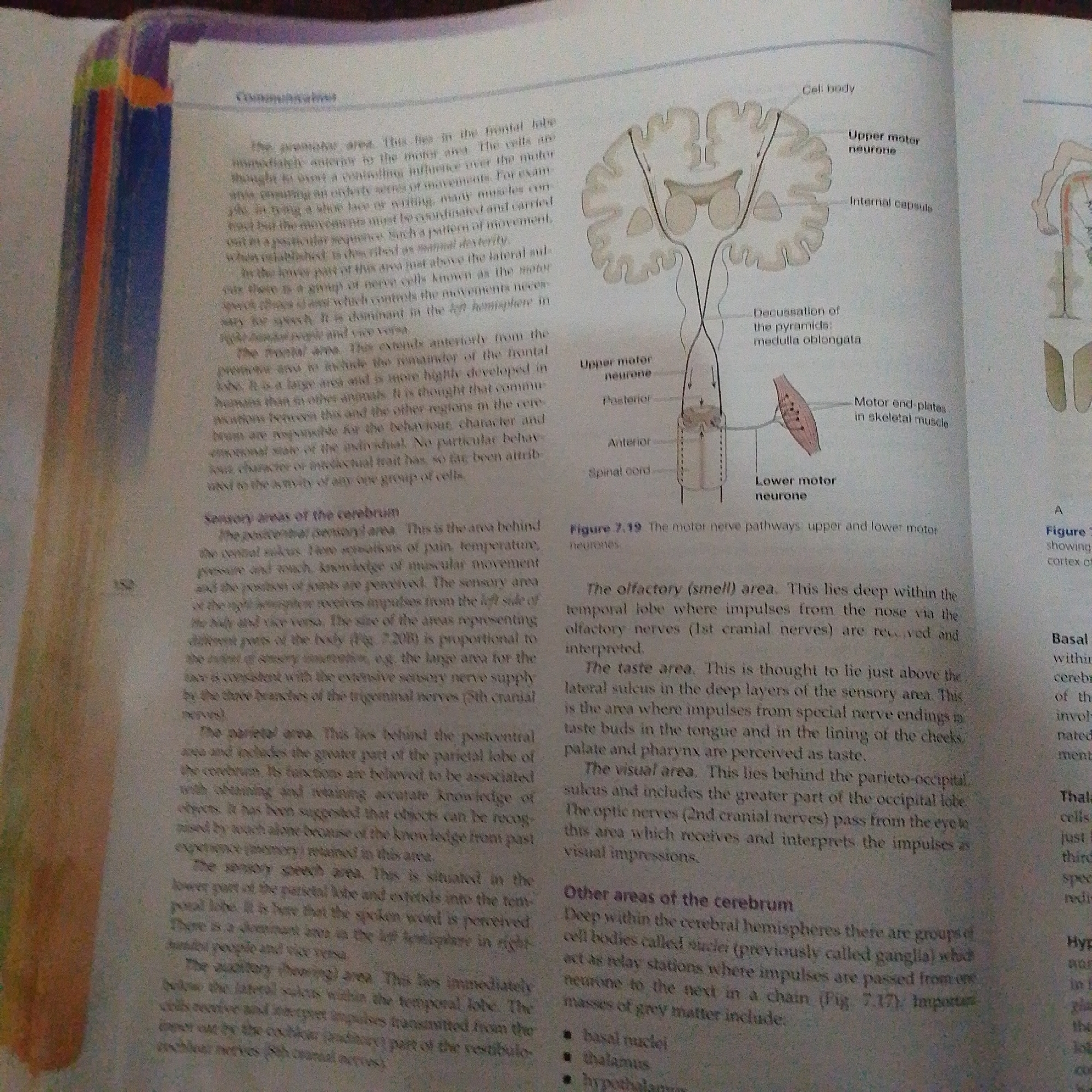 The image is a page from a textbook. The left side of the page contains text describing different areas of the cerebrum and their functions, such as the premotor area, frontal area, sensory areas, parietal area, and auditory area. There is also a reference to "Figure 7.19" and "Figure 7.20(b)". The right side of the page contains an illustration of motor nerve pathways, including upper and lower motor neurons, the internal capsule, medulla oblongata, and motor end-plates in skeletal muscle. Below this illustration, there is text that starts with "Figure 7.19 The motor nerve pathways: upper and lower motor neurons." Further down, there is text describing the olfactory (smell) area, taste area, and visual area. Finally, there is a section titled "Other areas of the cerebrum" which mentions basal nuclei, thalamus, and hypothalamus. There is no information about the city of Jalingo, Nigeria in this image.
