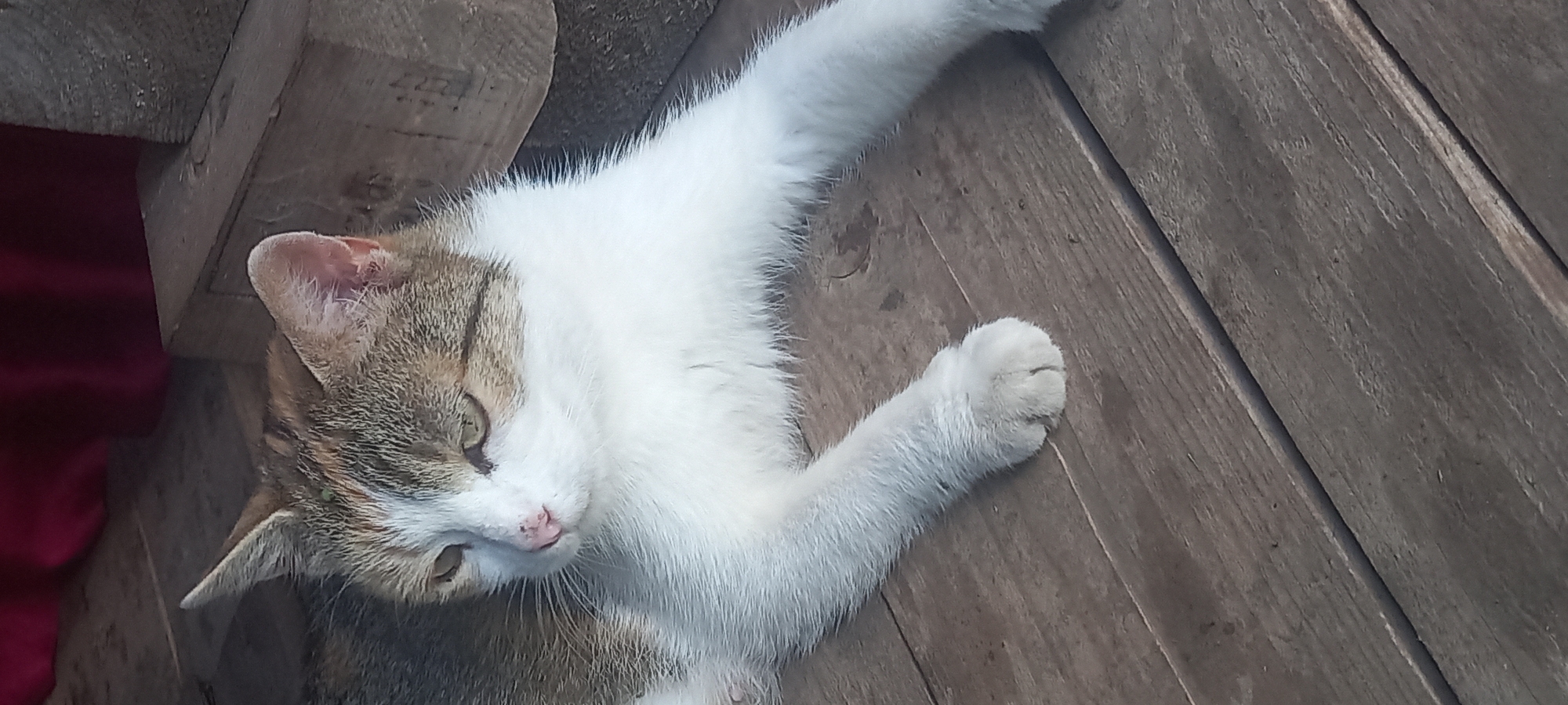 A domestic cat is depicted lying on its right side on a weathered wooden surface. The cat has a white chest, belly, and a white blaze running up its face, with tabby markings in shades of brown, grey, and subtle orange on its head, back, and flanks. Its eyes are a pale green-yellow, and its nose is pink. A small, dark green speck is visible on the top of its head, slightly to the left of center. The cat's front paws are extended forward. Its head is turned to the left, with its gaze directed away from the viewer. The wooden surface consists of planks with visible grain and slight gaps, appearing aged and grey-brown. In the blurred background, a section of dark red or maroon fabric is visible on the upper left, while out-of-focus rough wooden structures, possibly beams or supports, are present on the right. The scene is illuminated by natural light, suggesting an outdoor or partially sheltered setting. While the image contains no specific visual identifiers for a geographical location, if this scene were located in Kryvyi Rih, Ukraine, it would portray a domestic cat at rest on a wooden platform.