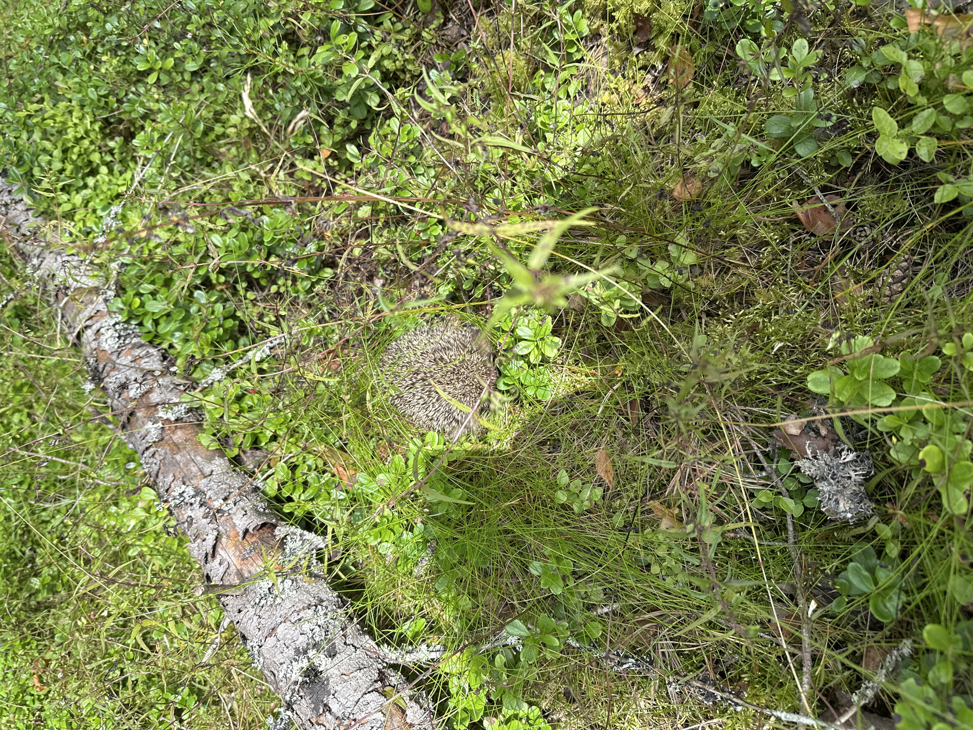 A hedgehog is partially visible amidst lush green undergrowth in Golovkino, Russia. The hedgehog, a small mammal with spiky quills, is curled into a ball and facing right. It is surrounded by a variety of vegetation, including tall grasses, small leafy plants, and moss. A fallen tree trunk, weathered and covered in lichen, lies diagonally across the upper left portion of the image, partially obscured by the foliage. The environment appears to be a natural, outdoor setting, likely a forest or wooded area, with dappled sunlight filtering through the leaves. The ground is covered in a thick carpet of green plants and fallen organic matter, such as pine needles and small twigs.
