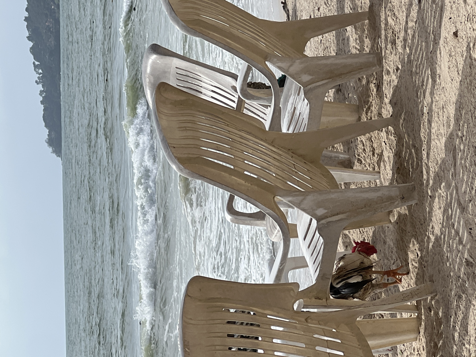The image shows a beach scene with several white plastic chairs in the foreground, arranged in a row. The chairs are set on light-colored sand. In the middle of the chairs, there is a chicken perched on one. The background features a view of the ocean with waves. A landmass with trees is visible in the distance. The location of the image is Unknown, Unknown.