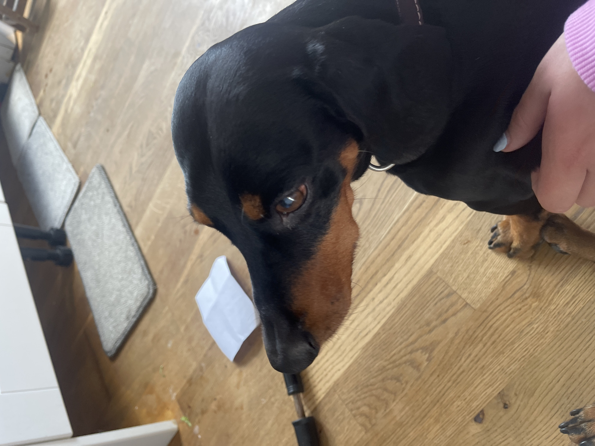 A dachshund dog is the main subject of an indoor photograph. The dog has black fur on its upper body, and brown and tan fur on its muzzle and legs. A person with a light pink sweater is petting the dog. The dog is standing on a light-colored wood floor. A small piece of white paper is lying on the floor next to the dog. The handle of a mop is near the dog's head. The background includes a gray mat and a white cabinet. There is no information in the image to suggest the location is Maidstone, United Kingdom.