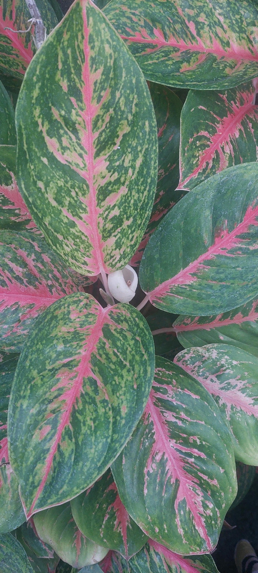 The image shows a close-up, top-down view of a cluster of Chinese evergreen plants, also known as Aglaonema. The leaves are predominantly green with striking pink or reddish-pink veins and splotches, creating a marbled pattern. Some leaves exhibit lighter green or yellowish-green mottling. In the center of the image, a single, small, white flower bud is visible, peeking out from between the leaves. The plant appears healthy and lush, suggesting it is likely well-maintained. The background is softly blurred, hinting at an outdoor or indoor setting with foliage. The image does not provide specific details to pinpoint a location within the city of Lumajang, Indonesia, or any interactions between people and the plants.