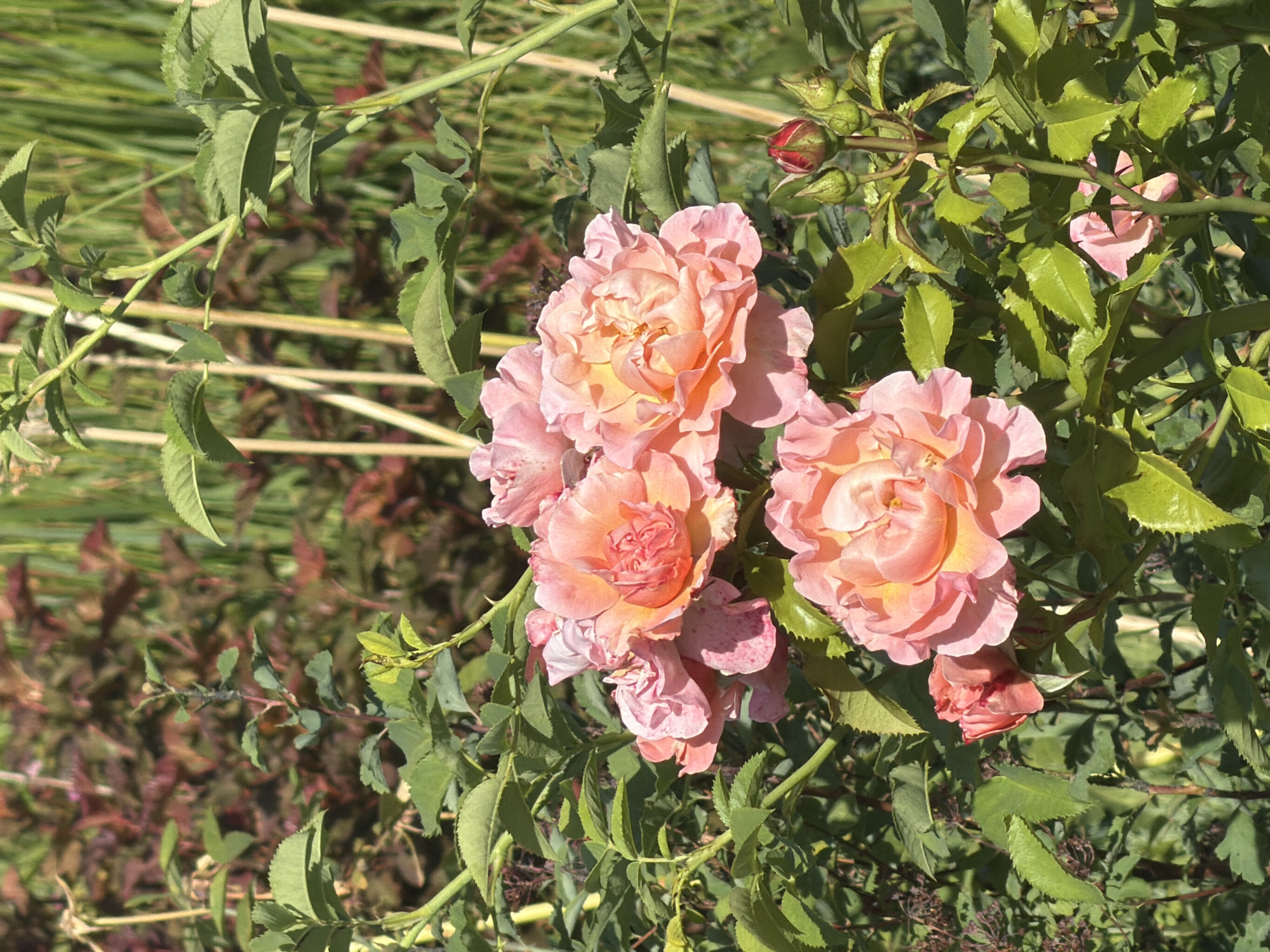 This is a close-up, eye-level, outdoor shot of a cluster of blooming roses. The roses are a peachy-pink color with many ruffled petals. Some of the roses are fully open, revealing their centers, while others are still in bud or partially open. The flowers are surrounded by lush green leaves and thorny stems, characteristic of a rose bush. In the background, there are hints of other foliage, some appearing reddish-brown and others a lighter green, suggesting a garden setting with diverse plants. The sunlight appears to be bright, casting shadows and highlighting the delicate textures of the rose petals, indicating it is likely daytime, possibly late morning or afternoon. There is no visible text.