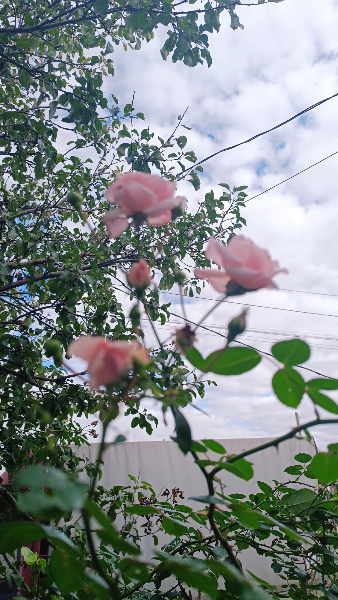 The image shows a close-up of a rose bush with pink roses and green leaves. The roses are out of focus, with some in sharp focus in the foreground and others blurred in the background. The sky is cloudy and blue. There are power lines visible in the background. The location is not specified as Karsha, Russia, and there are no people or actions depicted.