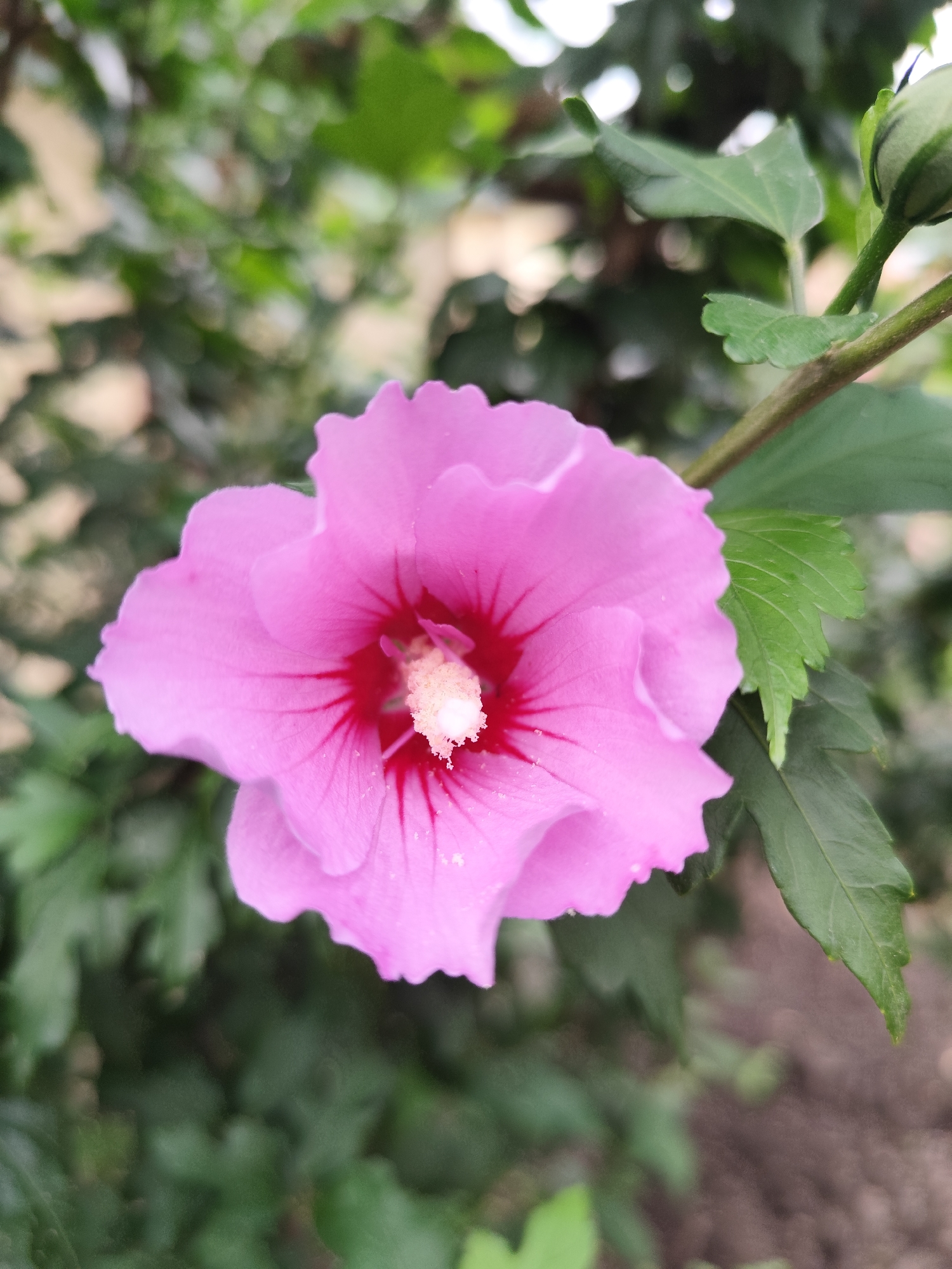 A close-up shot captures a vibrant pink hibiscus flower in bloom. The petals are a delicate pink with darker pink veins radiating from the center. The stamen protrudes from the center, topped with a fuzzy, cream-colored tip. The flower is surrounded by lush green leaves and a partially formed bud on a brown stem. The background is softly blurred, suggesting an outdoor setting with a mix of greenery and possibly some soil or pavement. The image does not contain any information about the city of Beglaya, Russia, or any people.