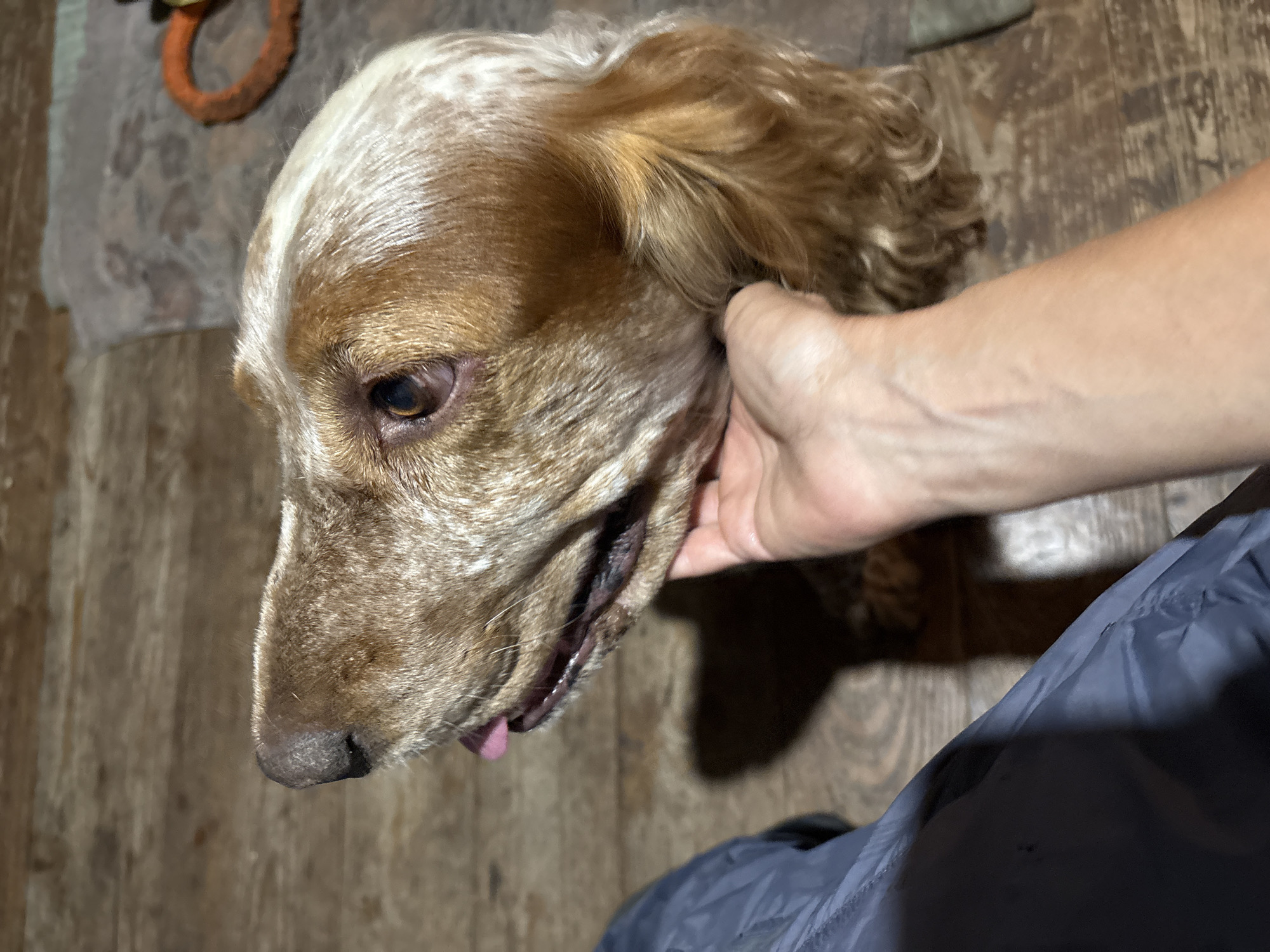 The image shows a close-up view of a dog being petted by a person. The dog has a light brown and white speckled coat and is looking down and to the left. Its mouth is slightly open, and its tongue is visible. The person's hand is gently stroking the dog's head and ear.
The scene appears to be indoors, with a wooden floor visible in the background. There is also a hint of an orange dog toy in the upper left corner of the image, and a dark blue garment is visible in the lower right portion. The lighting suggests it is daytime, but there are no clear indicators of the time of day or weather. The overall mood seems calm and affectionate. There is no visible text in the image. The provided location context is Dubrovino, Russia.