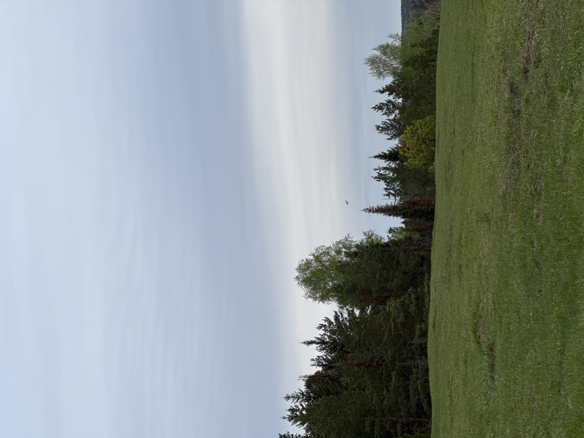 The scene is a landscape with a clear sky above a treeline and a grassy field. The sky is pale with light cloud streaks. Below, there is a line of mixed trees: evergreens and deciduous trees with green leaves. Next to the trees, there is a green grass field. A bird is flying in the sky. The location is Przykamensky, Russia.