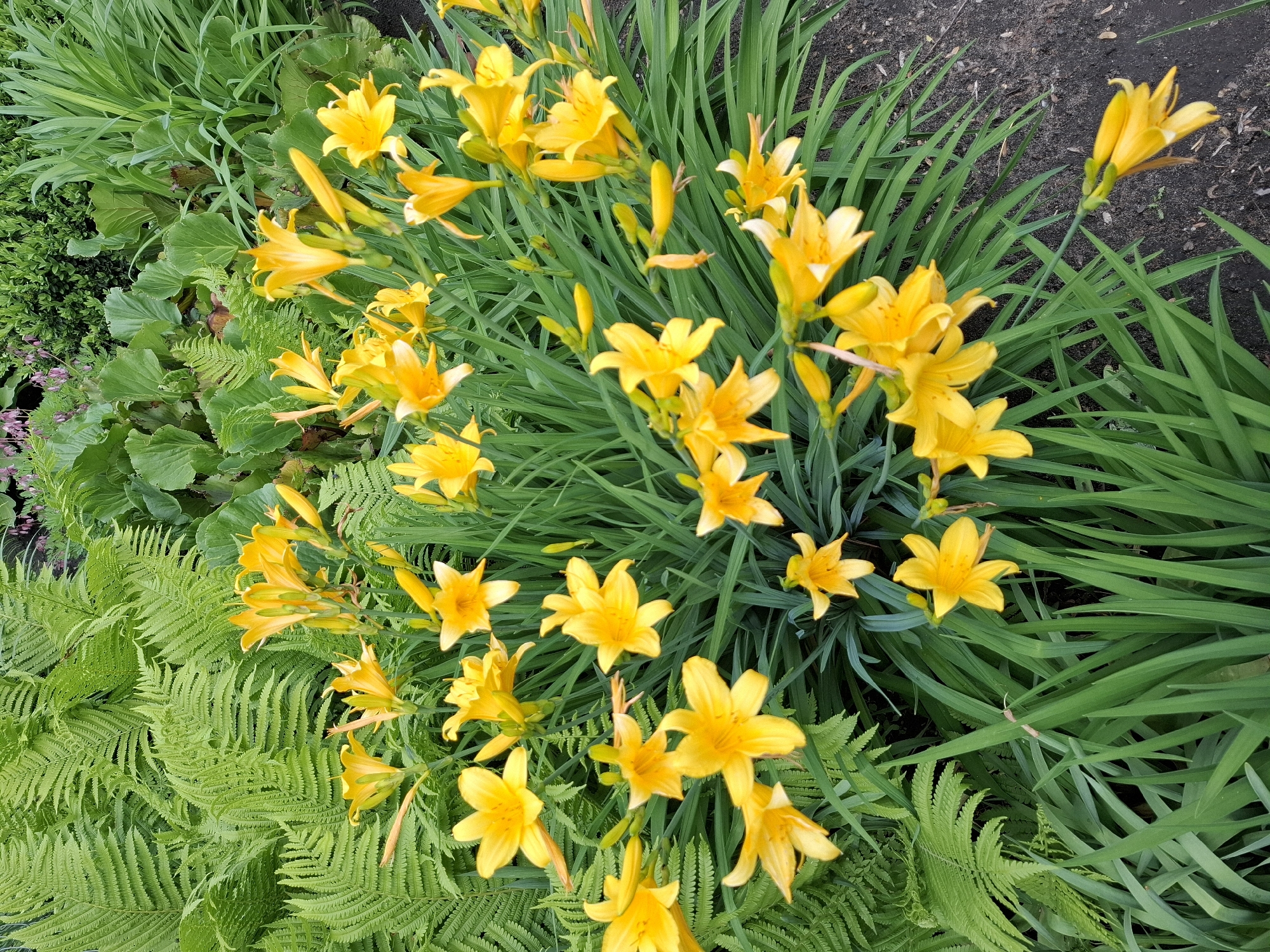 The image shows a garden scene with a variety of plants. Predominantly featured are bright yellow daylilies in full bloom, interspersed with green, blade-like foliage which might belong to the same or similar plants. To the left, ferns add a different texture to the scene with their frilly, light green leaves. Other leafy green plants fill the remaining space on the left side of the frame. There is no visible presence of people or recognizable objects other than the plants and possibly a bit of soil in the background. The scene is a close-up shot of the garden bed. The location of Khlevnoye, Russia, is mentioned in the prompt but cannot be verified from the visual information in the image.