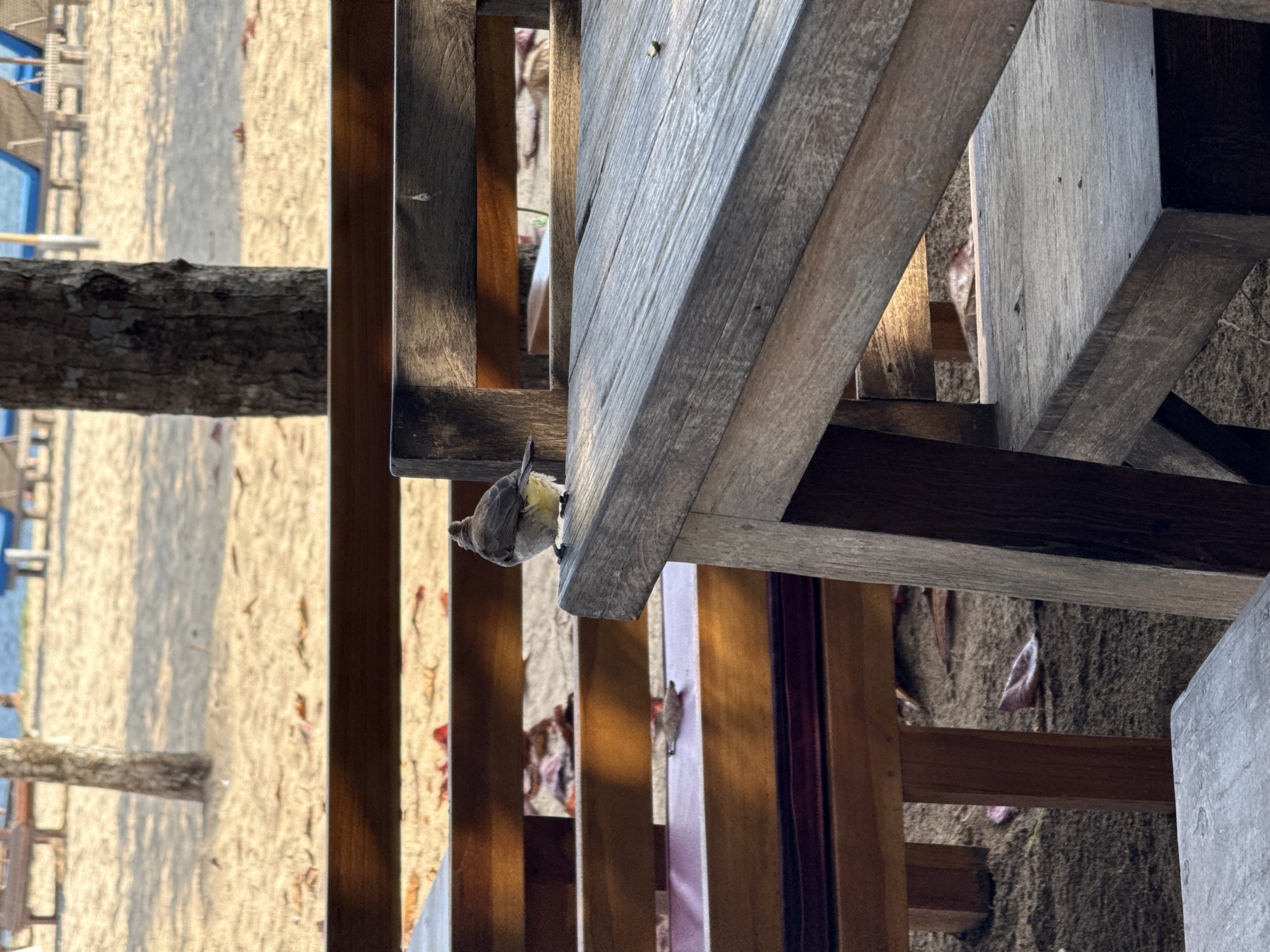 A bird with light brown and yellow plumage is perched on the edge of a weathered wooden table, facing left. The bird is in focus and occupies the left-center of the frame. The table has a rough, textured surface. Behind the table, wooden benches with red cushions are visible, leading to a sandy beach with scattered leaves. In the background, a large tree trunk stands to the left of the frame, and further back, lounge chairs and a body of water are suggested. The lighting suggests it is daytime. The scene is set at a beachside establishment in Denpasar, Indonesia, likely a cafe or restaurant with outdoor seating on the sand.