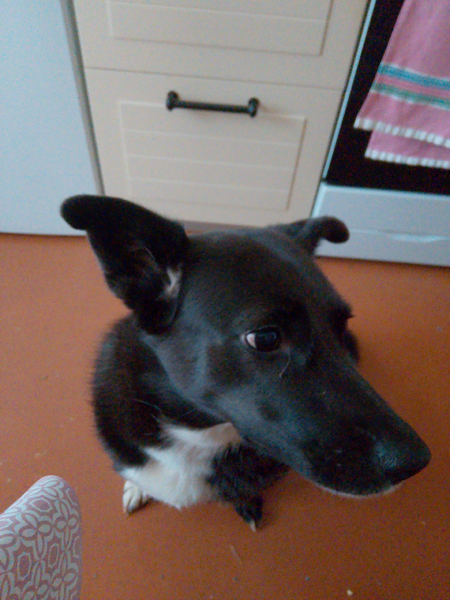 A black dog with white markings is sitting indoors, looking upwards and to the right. The dog is positioned on a brown-red tiled floor. A chair with a pink patterned fabric is partially visible in the lower left corner. Behind the dog is a light-colored kitchen cabinet with a dark handle and a portion of an oven with a pink and blue striped towel draped over it. The location of the scene is unknown and there is no indication of it being in the city of Фоки, Russia.
