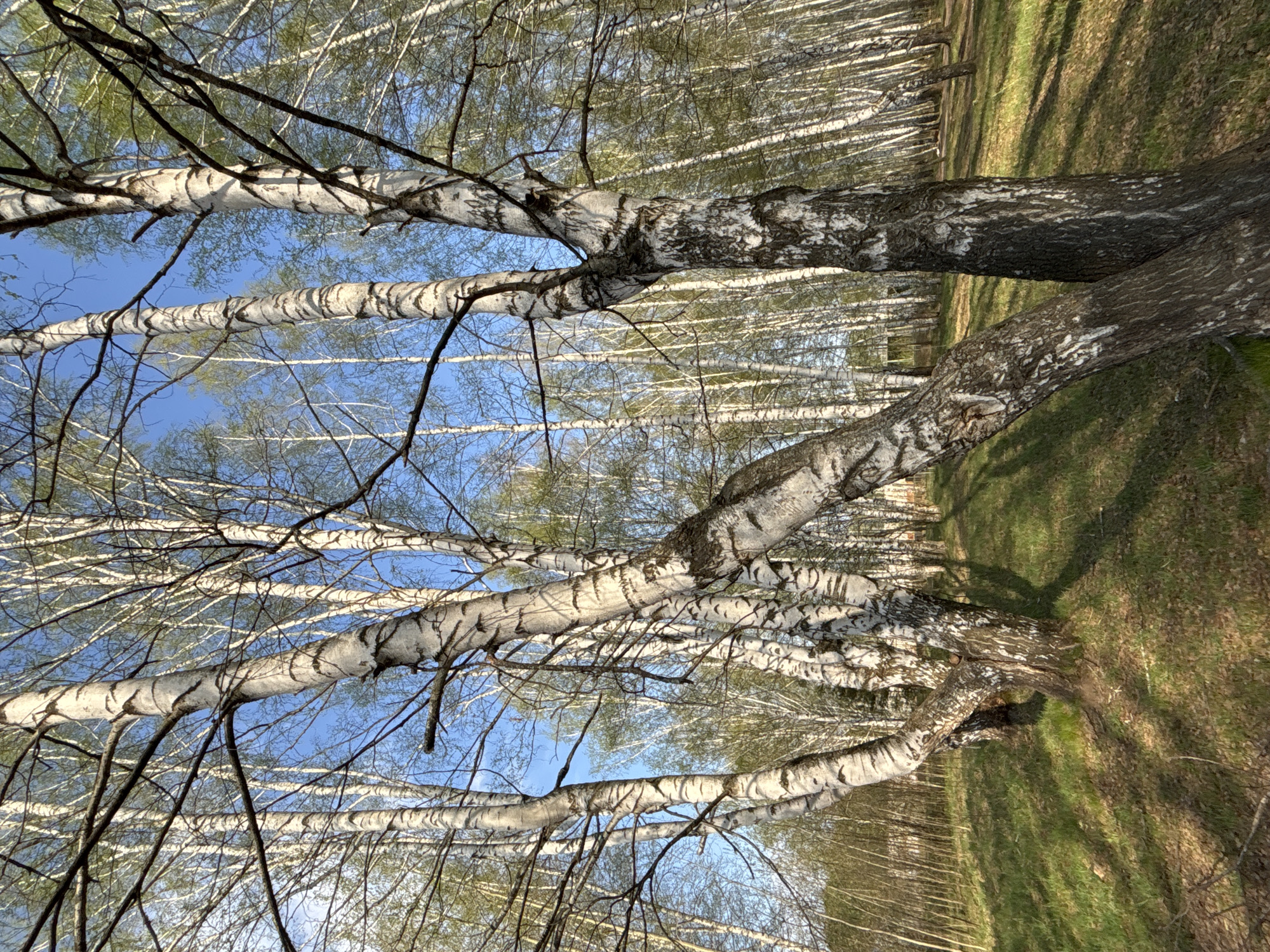 The image captures a grove of birch trees in Chaikovsky, Russia. The trees feature the characteristic white bark with dark markings. Some of the trees have small, light green leaves. The sky is light blue and visible through the bare branches. The ground is covered with grass and some patches of brown leaves. The scene is illuminated by sunlight, creating shadows on the ground.