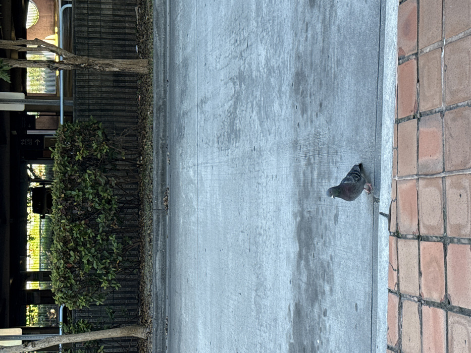 A pigeon stands on the edge of a concrete sidewalk. The background shows a gray concrete surface extending horizontally, bordered by a brick sidewalk and a leafy bush with a tree trunk. Behind the bush is a metal fence and a building structure, suggesting an urban or park setting. The lighting indicates it is daytime.