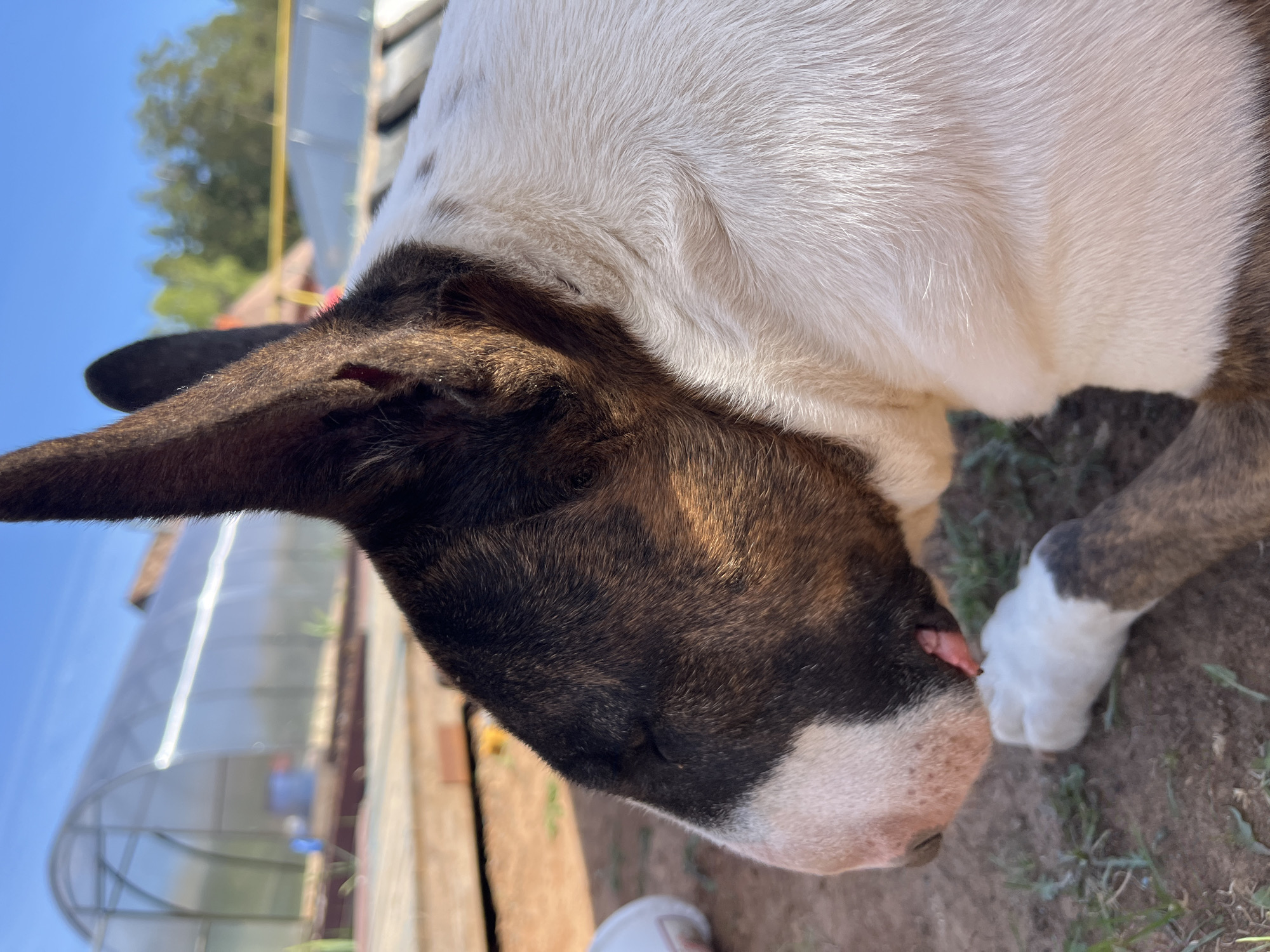 A close-up photograph shows a dog with a brindle and white coat standing outdoors. The dog has one ear visible on the left and the lower part of its face is visible with part of its tongue sticking out. In the background, a greenhouse-like structure is present with a blue sky visible above it. The dog appears to be standing on dirt and some sparse greenery. The location in the city of Chaikovsky, Russia, is not confirmed by the image.