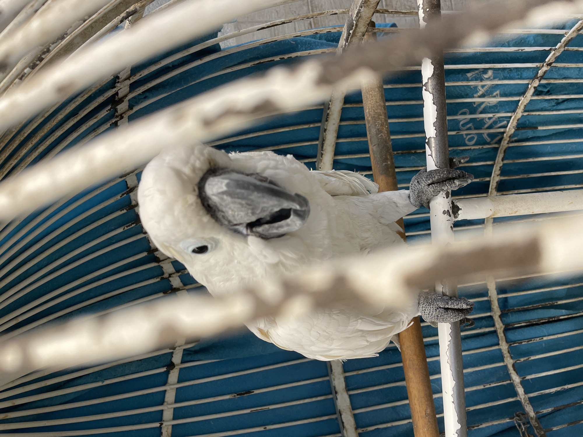 A cockatoo is perched inside its cage, gripping the bars with its claws. The cage bars are painted white and are peeling. The cage has a blue liner. The location and other details are not discernible from the image.