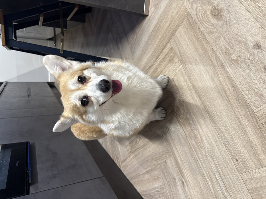 A corgi sits on a light-colored, herringbone-patterned floor. The dog is facing the camera with its tongue sticking out, and its ears are perked up. The dog is white and tan. In the background is a dark-colored kitchen counter with some chairs or a table behind it and a black built-in appliance in the foreground.