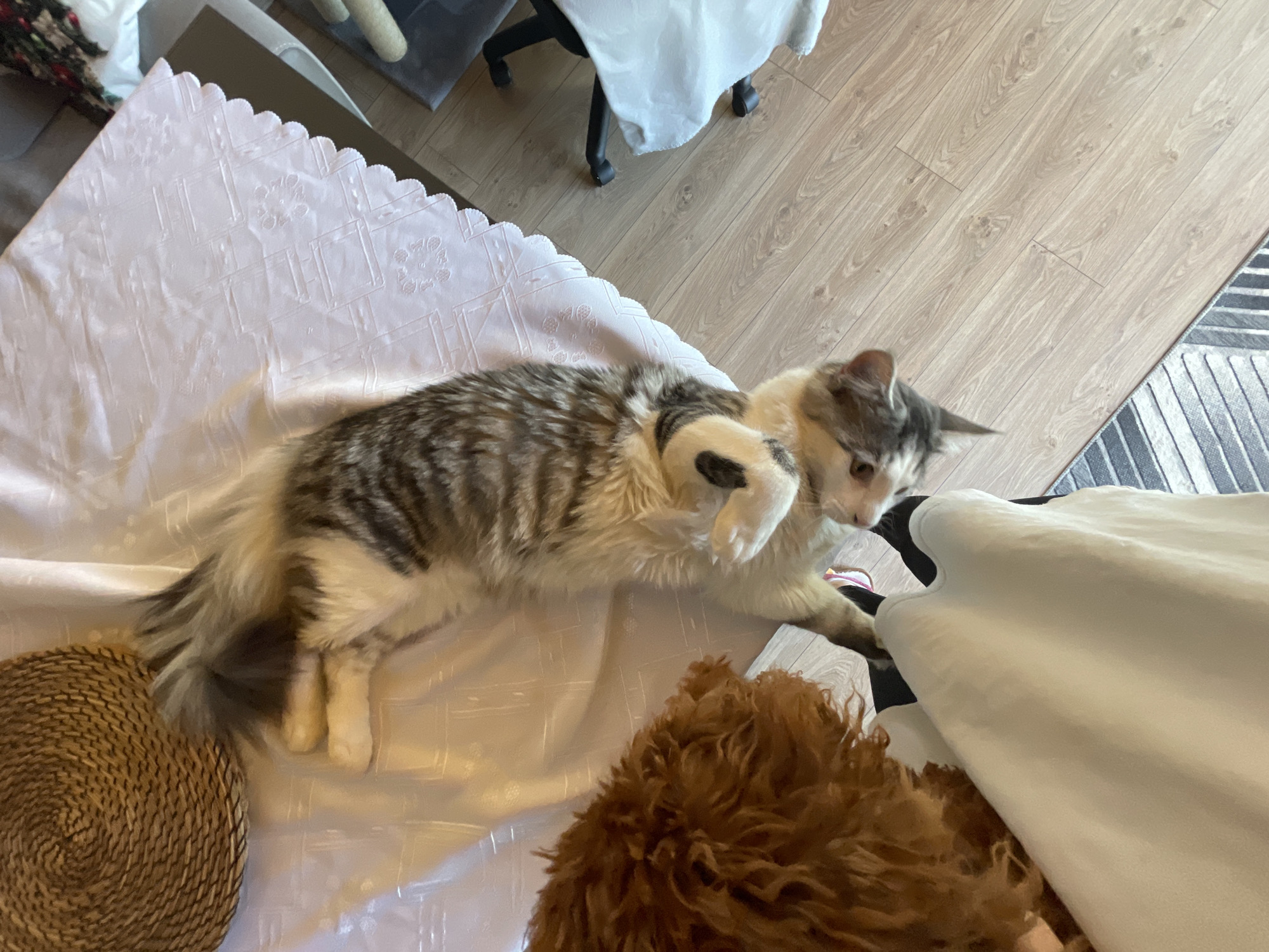 A medium-sized, long-haired cat lies on a white tablecloth with a scalloped edge, its body mostly extended. The cat has a mixed coat of gray stripes and white fur. It is oriented towards the right side of the frame, with its head slightly raised and turned. One paw is raised in a playful gesture. To the left of the cat is a round, woven mat. Below the cat, near the bottom of the frame, is the back of a brown, poodle-type dog. In the background, to the right of the frame, a white object lies.
The floor is light-colored wood. A portion of a light-gray object is visible in the top left corner, possibly furniture, and a black office chair with a white seat is visible near the top center. A gray and white patterned carpet runs along the right edge of the frame. The location is assumed to be indoors in Sofia, Bulgaria, based on location request.