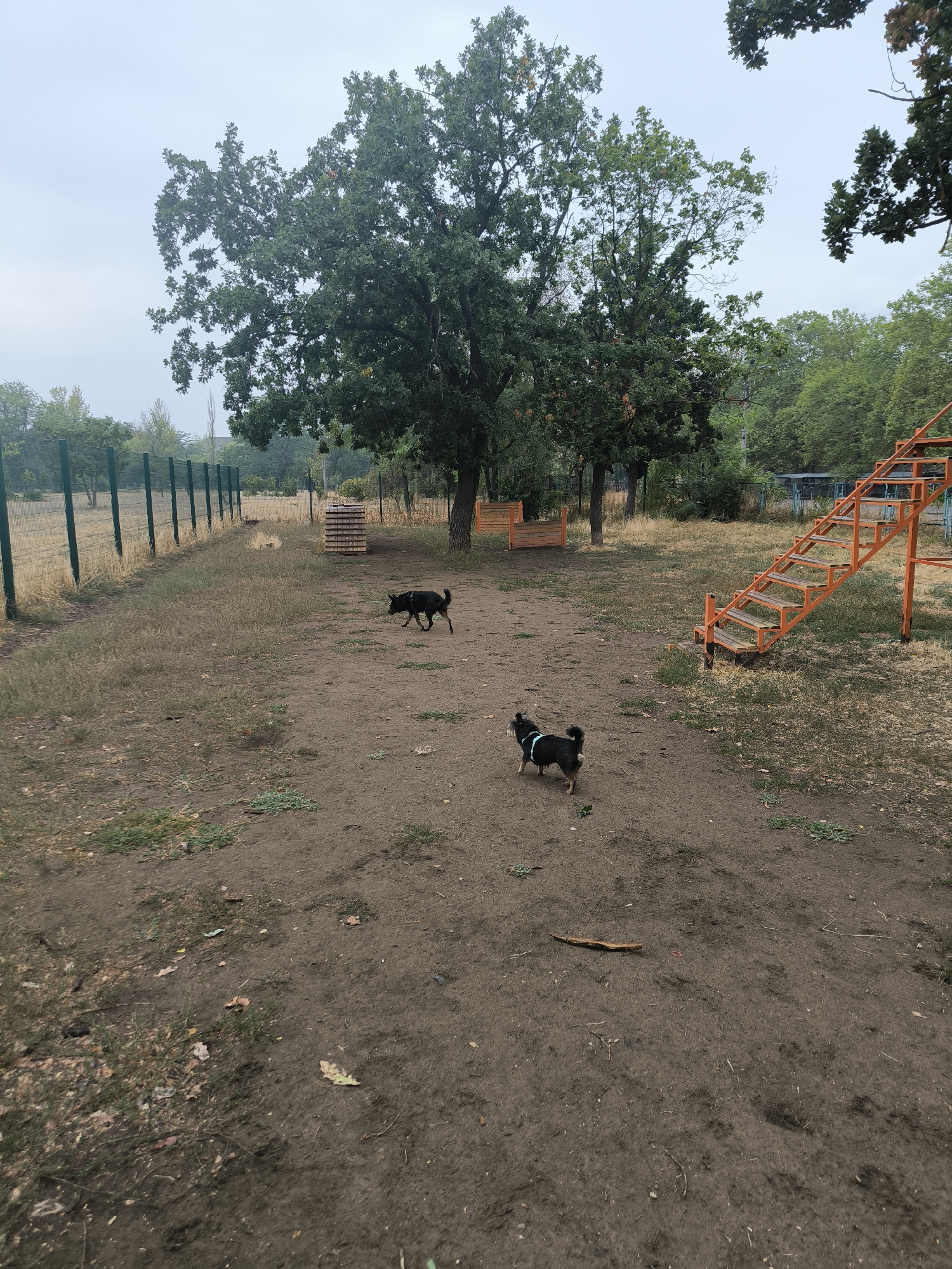 The image shows an outdoor area that appears to be a dog park. Two dogs are present: a black dog walking in the background and a smaller black and tan dog with a blue harness in the foreground. The ground is mostly dirt and dry grass, with scattered leaves. In the background, there is a green fence, several trees, and some wooden structures. To the right, there is an orange metal staircase with wooden steps. The sky is overcast. The location is identified as the city of Mykolaiv, Ukraine.