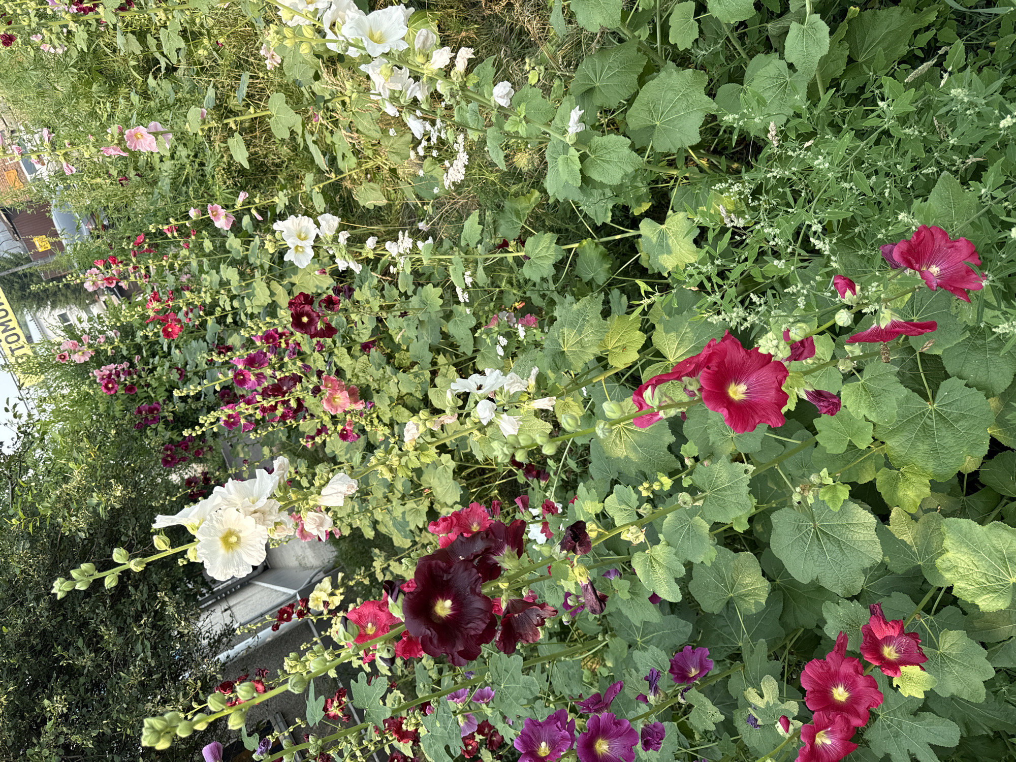 The image shows a close-up, eye-level view of a dense growth of hollyhock flowers in various colors, including deep red, magenta, purple, pink, and white. The flowers are blooming on tall stalks, surrounded by large, green, textured leaves. The background is blurred, but suggests an outdoor setting with vegetation and what appears to be a building or fence structure with some signage in the distance, possibly indicating an urban environment. The lighting suggests it is daytime, with some shadows indicating the sun's position. A sign with Cyrillic text is visible in the upper background. This scene is consistent with a garden or roadside planting in Krasnoyarsk, Russia, where hollyhocks are a common ornamental plant. There are no people or animals visible in the image.