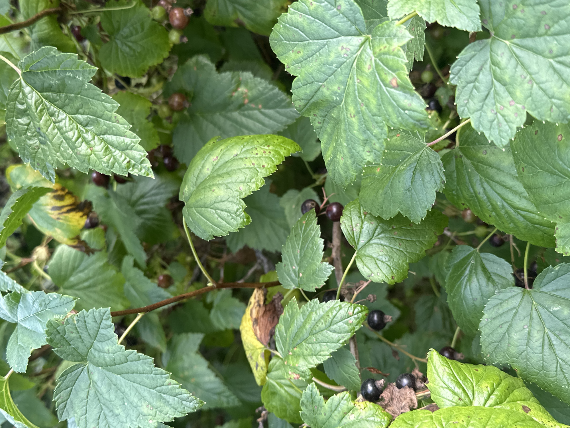 The image shows a close-up view of blackcurrant bushes with ripe black berries and green leaves, set against a blurred background of more foliage. Some leaves show signs of yellowing or browning, indicating maturity or disease. The scene is likely an outdoor garden or natural setting. The location in Petropavlovsk-Kamchatsky, Russia, suggests a temperate climate where blackcurrants are grown. There are no people or animals visible in the image. The focus is on the plants themselves, highlighting the textures and colors of the leaves and berries.