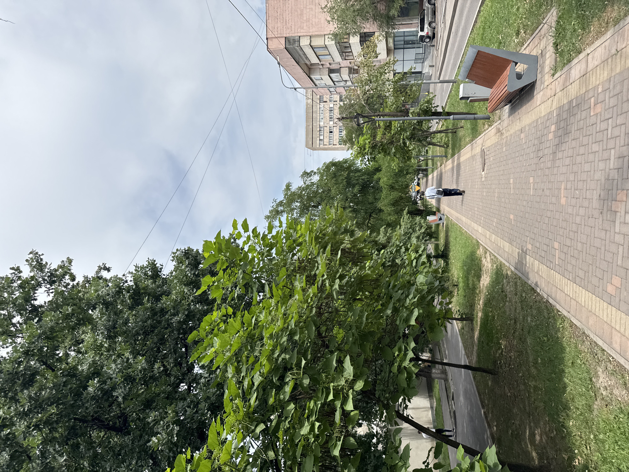 The image depicts a street scene in Almaty, Kazakhstan, with a focus on a paved pedestrian walkway. On the left side of the walkway, there are several trees with lush green foliage and some hanging seed pods. A man is walking away from the camera on the walkway, wearing a light-colored shirt and dark pants, and carrying a shoulder bag. To the right of the walkway, there is a lawn area with grass and scattered leaves, followed by a street with cars parked and driving. In the background, there are several multi-story buildings, characteristic of urban architecture. A modern-looking bench with a wooden seat and grey concrete legs is visible on the right side of the walkway. The sky is overcast with clouds. The overall scene suggests an urban environment with green spaces and residential or commercial buildings.