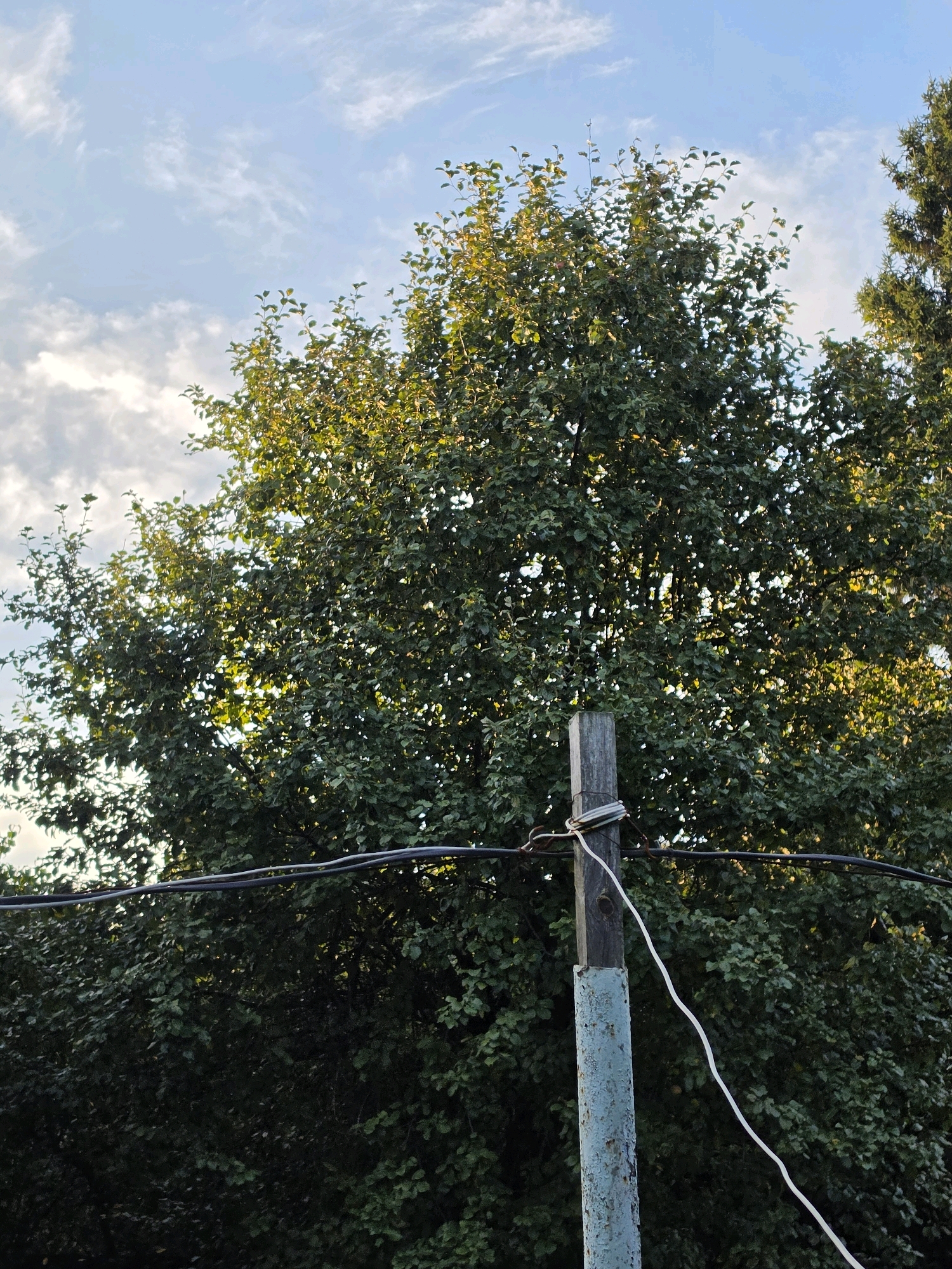 A low-angle medium shot captures a weathered utility pole in the foreground, its chipped blue paint revealing rust underneath. A wooden post is attached vertically to the pole, secured by wires. These wires also support two thick black cables running horizontally across the frame. A thinner white cable dangles downwards from the wooden post. Behind the pole and cables, a dense canopy of green leaves from a large tree fills the mid-ground. The upper portion of the image shows a sky with wispy clouds illuminated by sunlight, and the top of a dark green coniferous tree is visible on the right edge. The scene is outdoors, with natural light suggesting daytime.