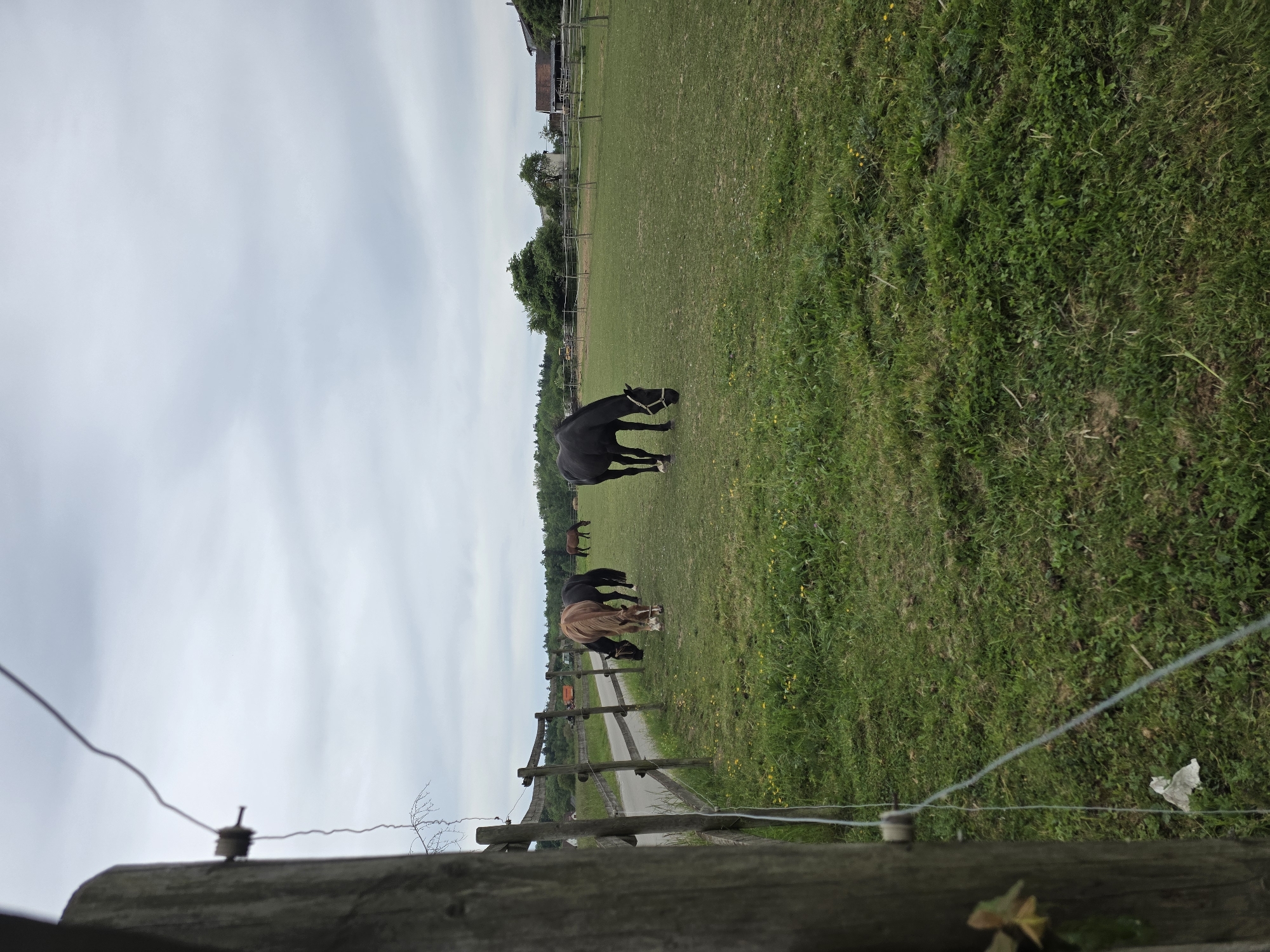 The image shows a field with several horses grazing. One horse is black and standing separately from the other horses. Two other horses are close together near a wooden fence and a road. There is another horse further away in the distance. The environment appears to be rural with green grass and trees in the background. The sky is cloudy. The location is a field possibly near Ravensburg, Germany. The image is taken from behind a wooden fence. There is some trash (perhaps a piece of paper or plastic) visible near the fence in the lower right.