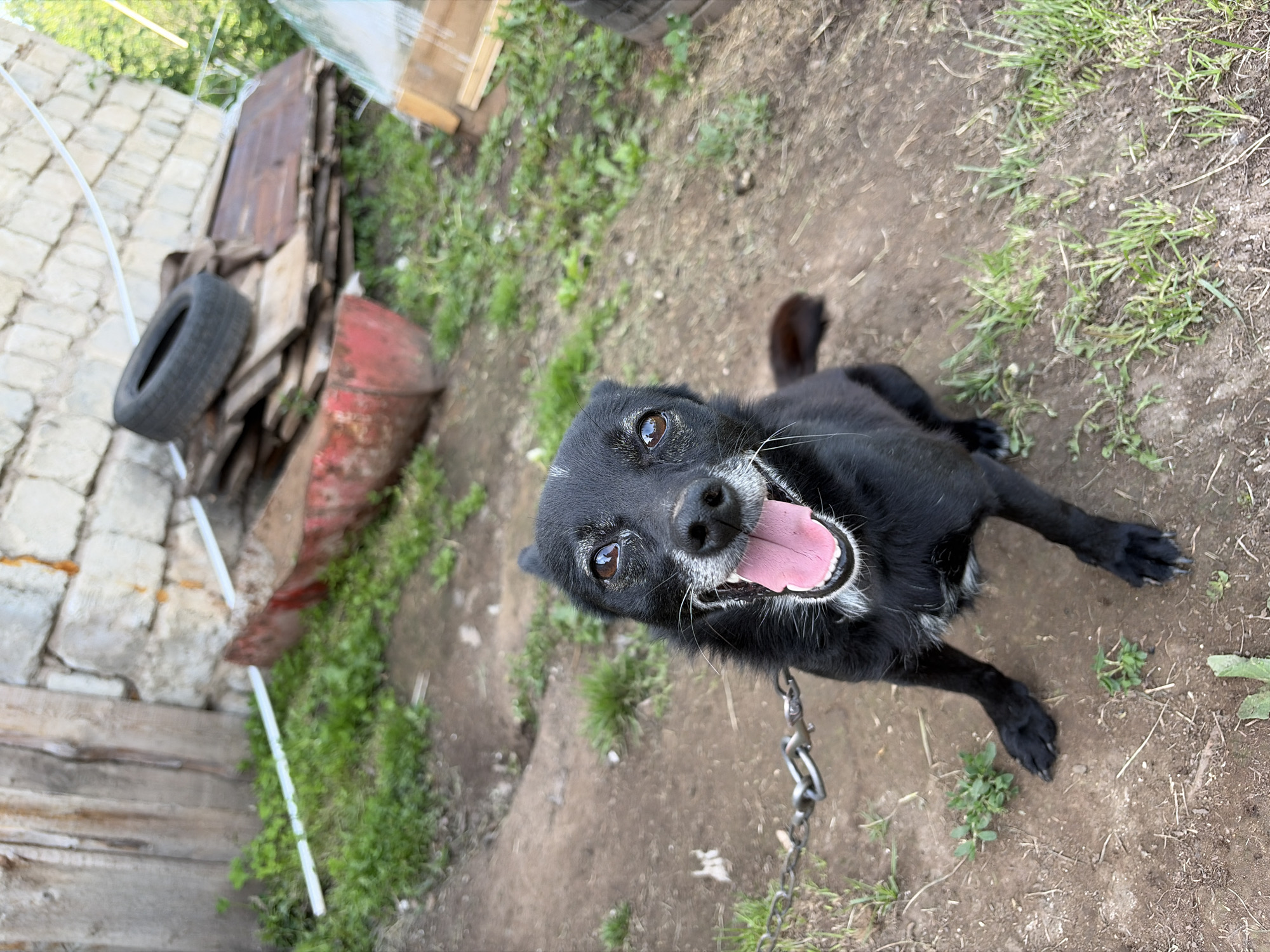 An overhead, slightly angled shot captures a black dog with white markings on its muzzle and chest, lying or sitting on a dirt ground with patches of grass. The dog is looking upwards towards the camera, its mouth open with its tongue out, indicating panting or a happy expression. Its dark brown eyes are visible. A metal chain, attached to the dog's collar, is seen on the lower right side of the image, tethering the dog.
The setting appears to be an outdoor, somewhat rustic or rural area, possibly a yard in Чумна, Russia. To the left and in the background, various discarded items are visible: a black car tire, a stack of wooden planks or debris, a rusted red barrel or metal container, and a white hose or tube. A structure made of light-colored bricks or stones is partially visible on the far left. The ground is a mix of brown dirt and green grass. The lighting suggests it is daytime with bright conditions, contributing to the dog's panting. There is no visible text in the image.