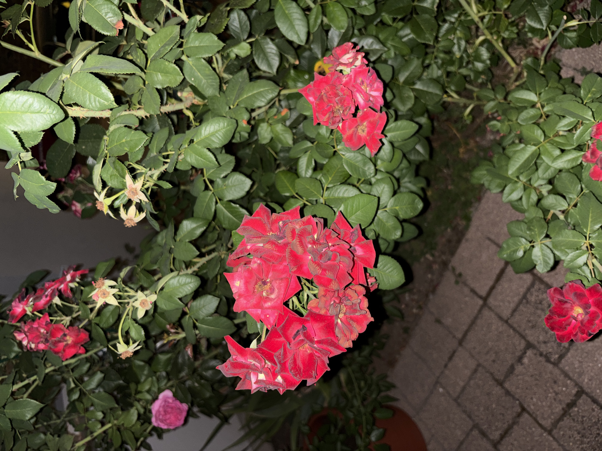 In the city of Bad Dürkheim, Germany, a close-up, eye-level shot captures a rose bush with predominantly red and some faded yellow roses against a dark, outdoor background, likely a garden or yard. The lighting suggests it is evening or night. The bush has abundant green leaves and thorny stems. In the lower left, a portion of a terracotta pot is visible, and to its left, a paved area with square, dark grey stones. Several clusters of red roses are in bloom, with one prominent cluster in the upper left of the frame appearing vibrant, while another cluster in the lower right of the frame shows some fading. A single pink rose is also visible on the left side of the frame. The overall scene is still and natural.