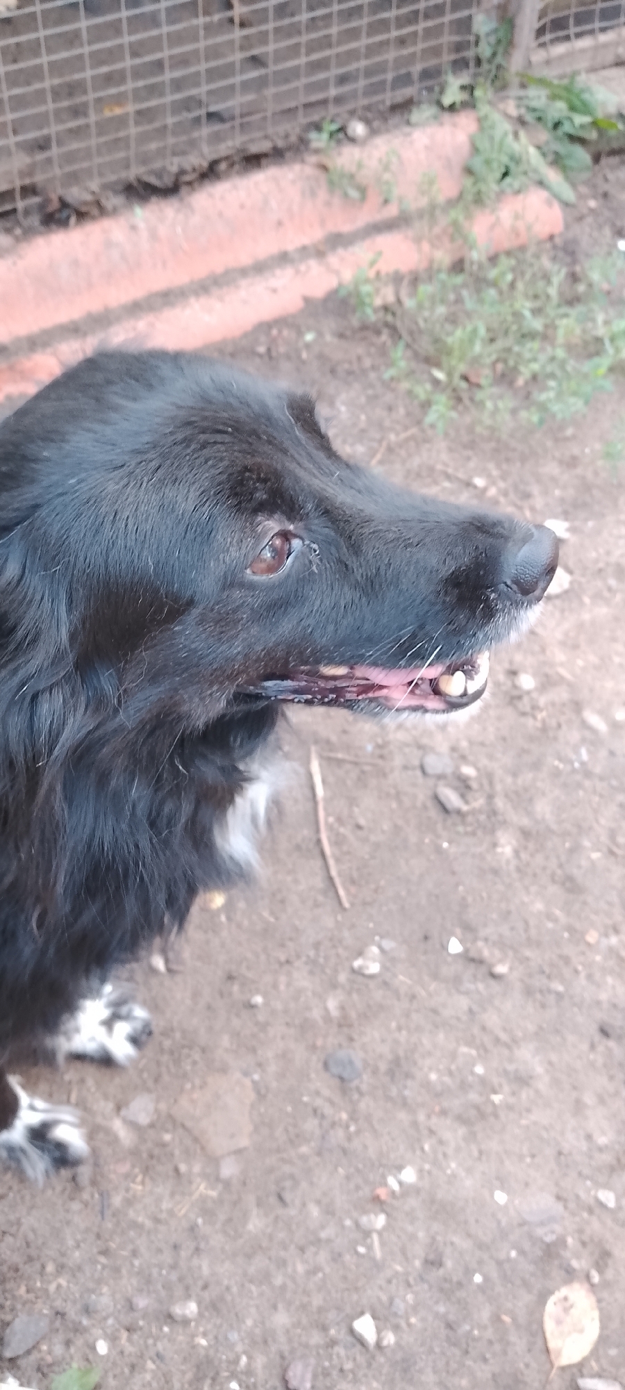 The image shows a close-up view of a black dog with white markings on its paws. The dog is looking to the right, with its mouth slightly open, revealing its teeth and pink gums. The background appears to be an outdoor setting with dirt ground, some dry vegetation, and what looks like a brick wall and a wire fence in the upper left corner. There are no people visible in the image. The image quality is moderate, with some blurriness. The scene is consistent with a backyard or outdoor enclosure in a residential area. Without further information or context, it is impossible to determine the specific location within Belgorod, Russia.
