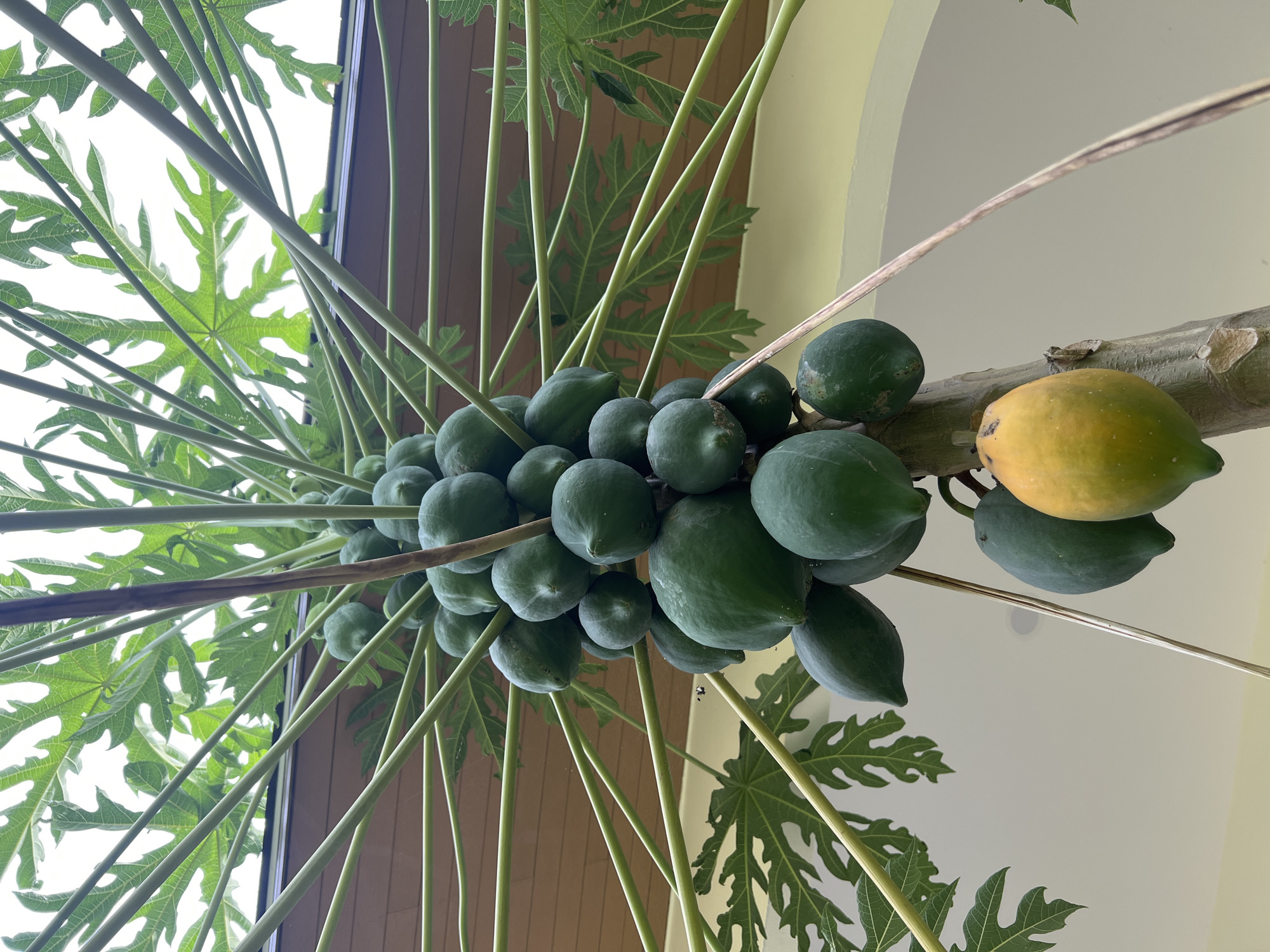 The image shows a papaya tree with many green papayas and one partially ripe yellow papaya hanging from the trunk. The tree has large, palm-like leaves. In the background, a wooden-paneled roof is visible, and a light-colored wall forms the rest of the background. The setting is outdoors, likely in a residential area in ตำบลเกาะพะงัน, Thailand. There are no people or animals in the image.