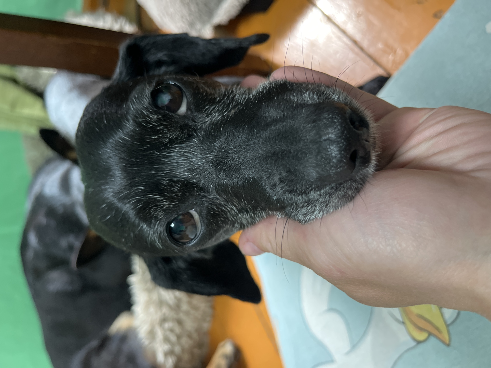 A close-up, indoor shot features a small, black dog with graying fur around its muzzle, being held gently in someone's hand. The dog's head is centered in the frame, tilted slightly to the left, with its dark eyes looking directly at the camera. The person's hand holding the dog is visible on the right side of the frame. The background includes other parts of the dog's body, a green surface, and a piece of furniture. The location is not discernible from the image.