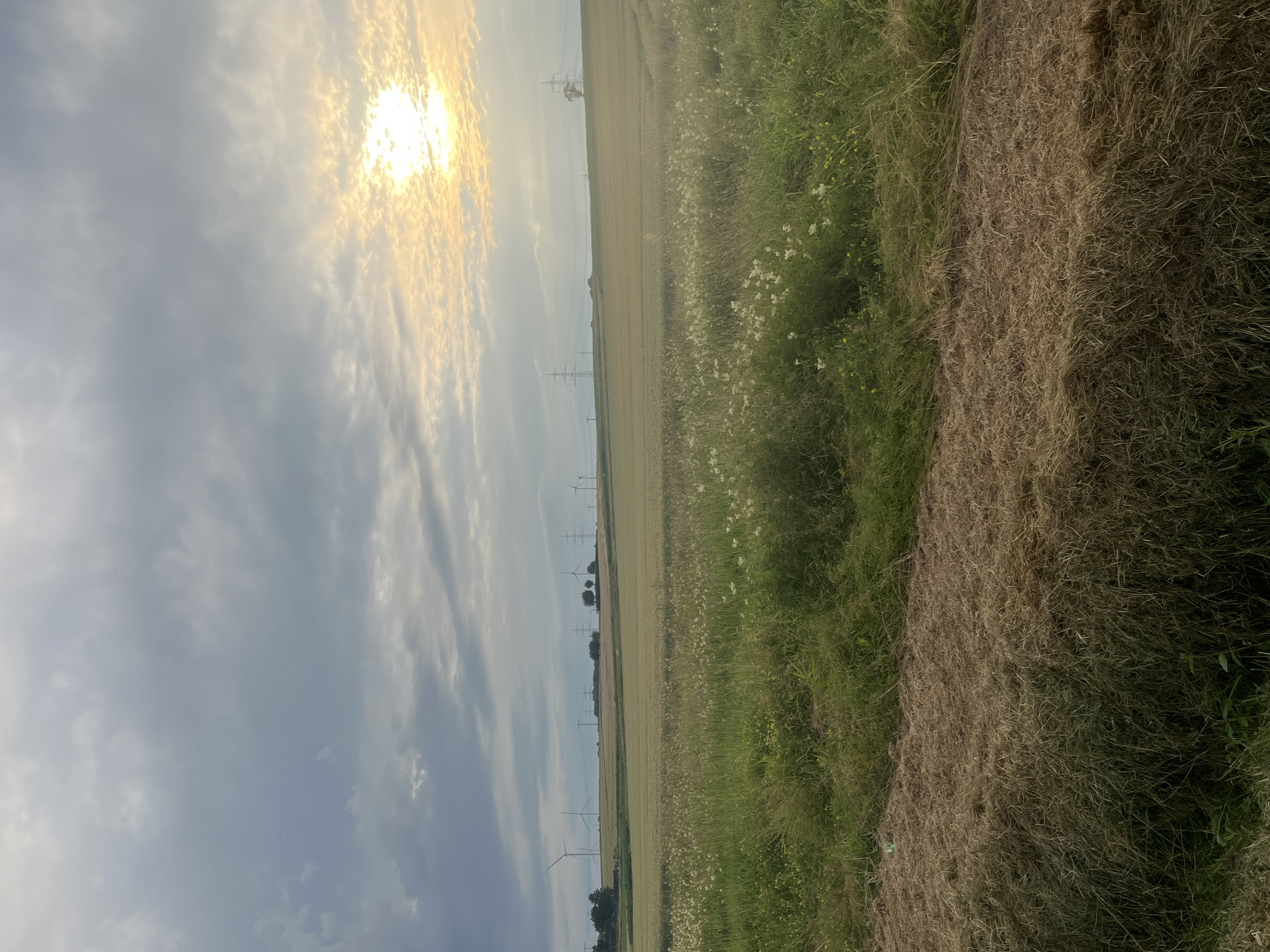 A landscape image depicts a field under a cloudy sky with the sun partially visible. The foreground is dominated by a row of harvested hay or straw. Beyond this, a field of green grass and wildflowers stretches into the distance, leading to a larger field of crops, possibly wheat, which appears to be ripe. In the background, a line of wind turbines and utility poles are visible on a gently sloping hill. The sky is a mix of dark and light gray clouds, with the sun casting a bright yellow glow through a break in the clouds on the right side of the frame. The overall impression is of a rural setting in Neustadt, Germany, during either early morning or late afternoon given the lighting.