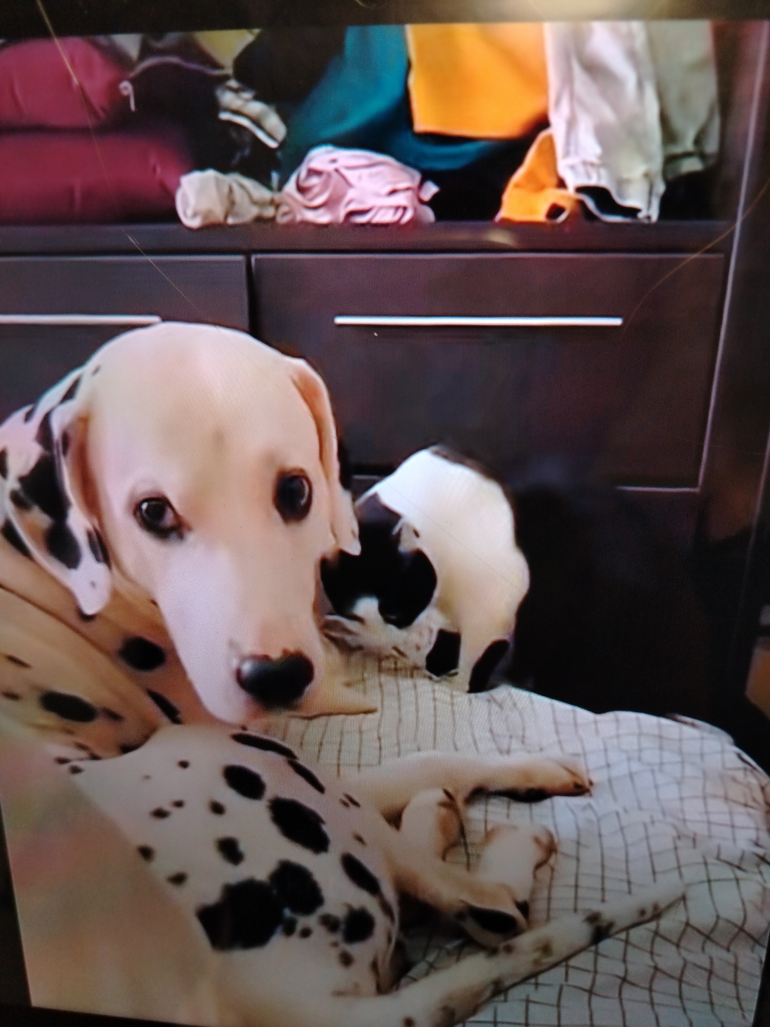 A Dalmatian dog and a black and white cat are lying on a checkered blanket. The Dalmatian is in the foreground, with its head resting on its paws. The cat is behind the dog, partially obscured by the dog's body. The background appears to be a closet with clothing. The image is taken from a slightly high angle. The location is not discernible from the image.