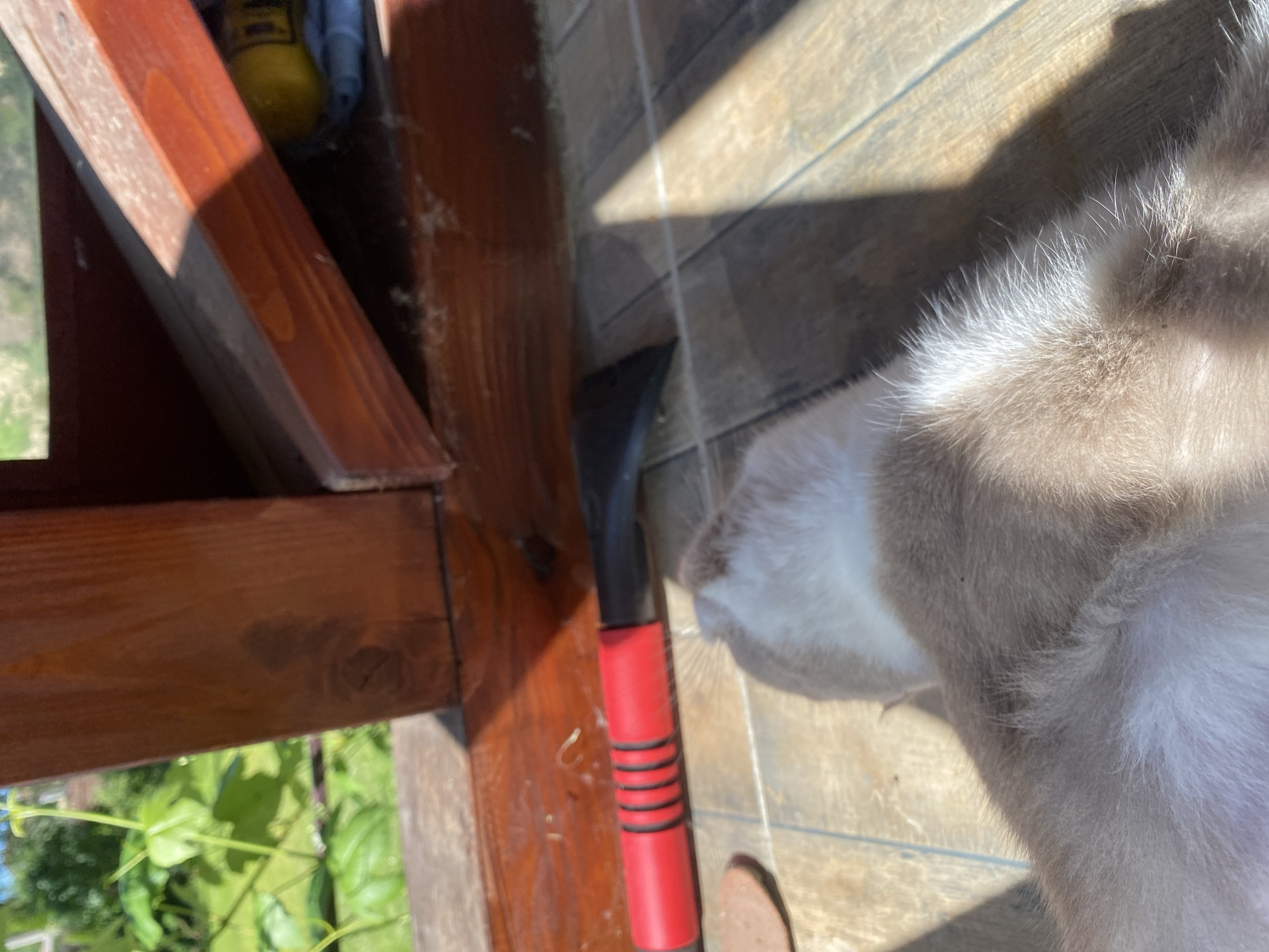 In Mykytyntsi, Ukraine, an outdoor scene is captured. The foreground is dominated by the fur of a light-colored animal, likely a dog, lying on a tiled surface. Sunlight casts shadows across the ground and the animal's fur. To the left, a red-handled tool with a black head rests on the tiles, possibly a brush or scraper. In the background, a wooden structure with a slatted surface is visible, stained dark brown. Beyond the structure, lush green foliage and trees suggest a natural setting, possibly a garden or yard. The overall impression is a quiet, sunlit moment in an outdoor environment.